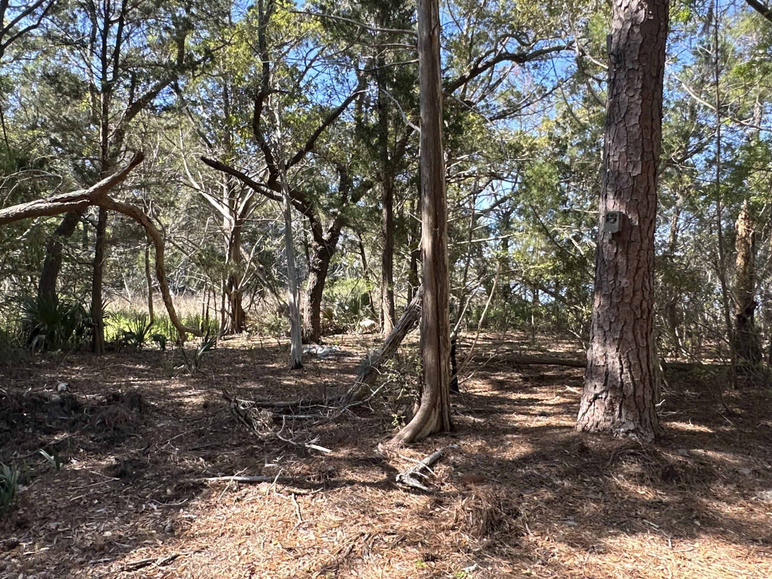 200-AC Hunting & Waterfront Tract in Hyde County, NC
