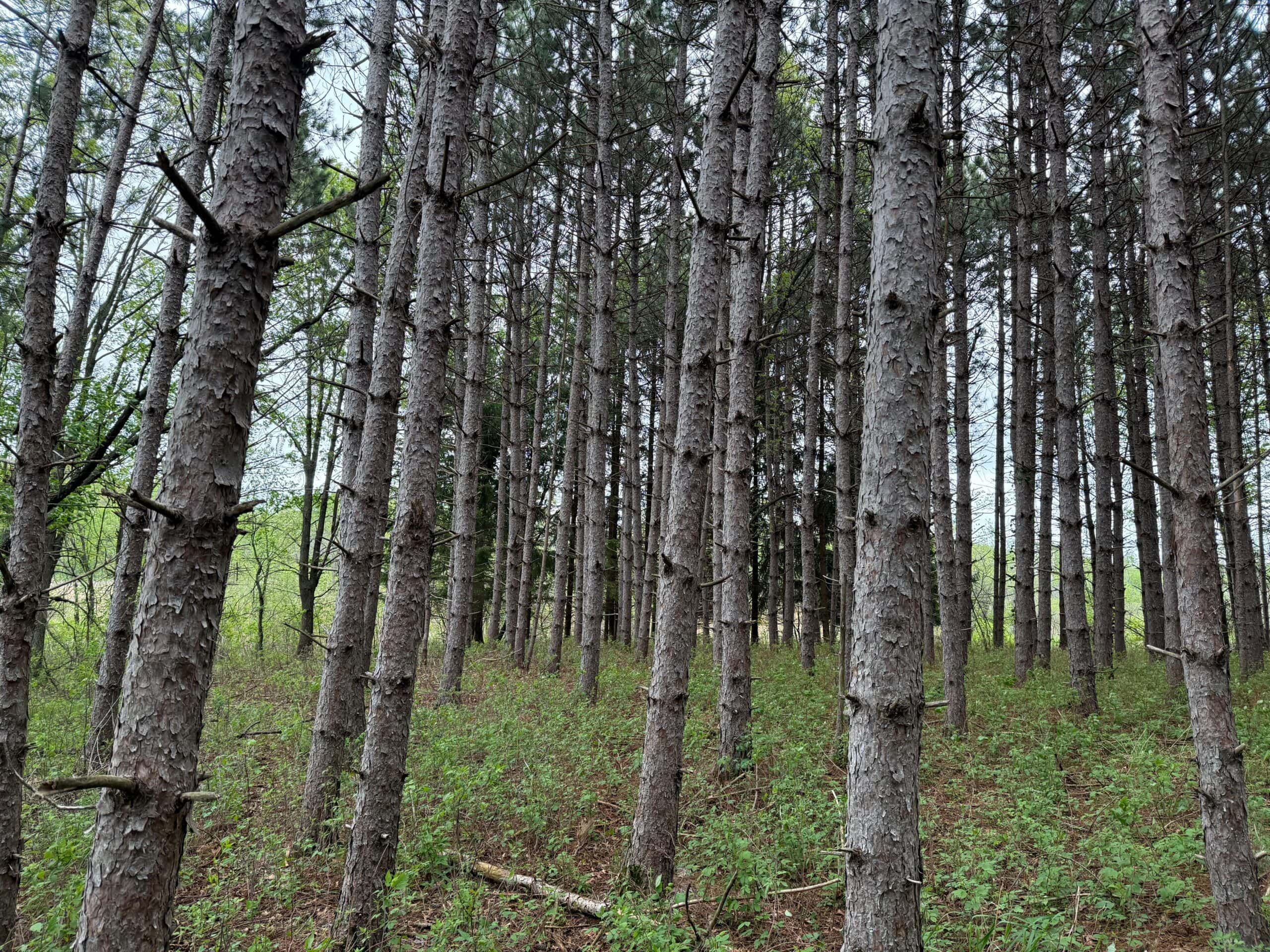Secluded 66-Acre Hunting Paradise Portage, WI