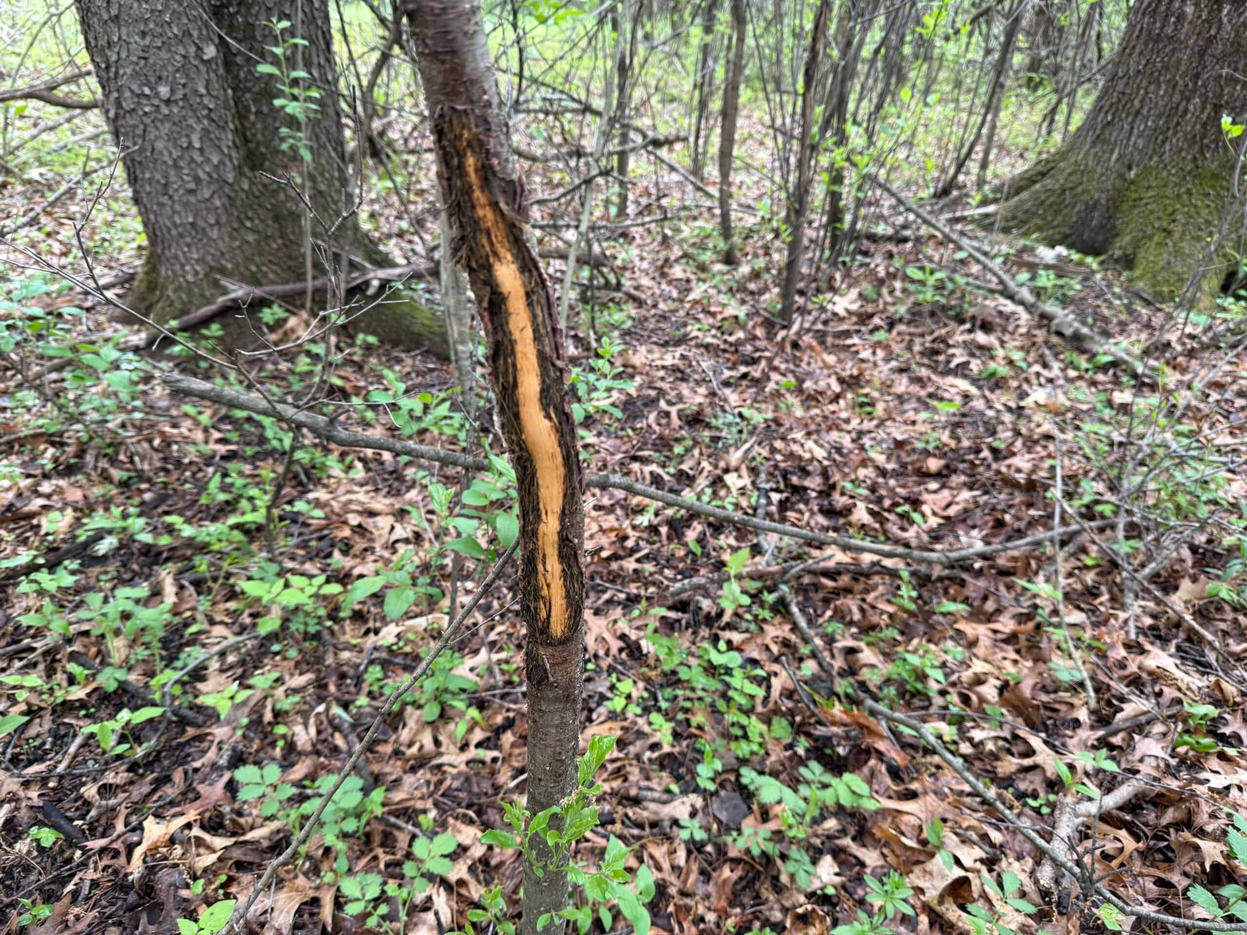 Secluded 66-Acre Hunting Paradise Portage, WI