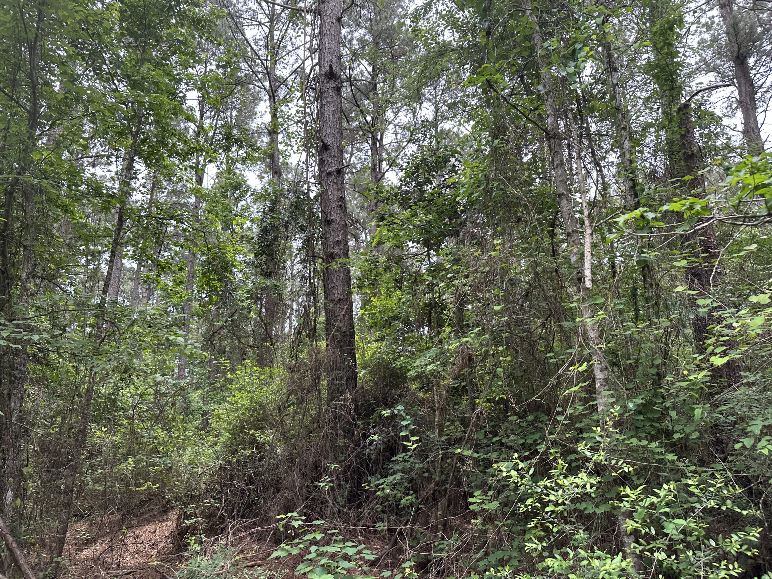 East Texas Recreational/Hunting/Timber Land For Sale