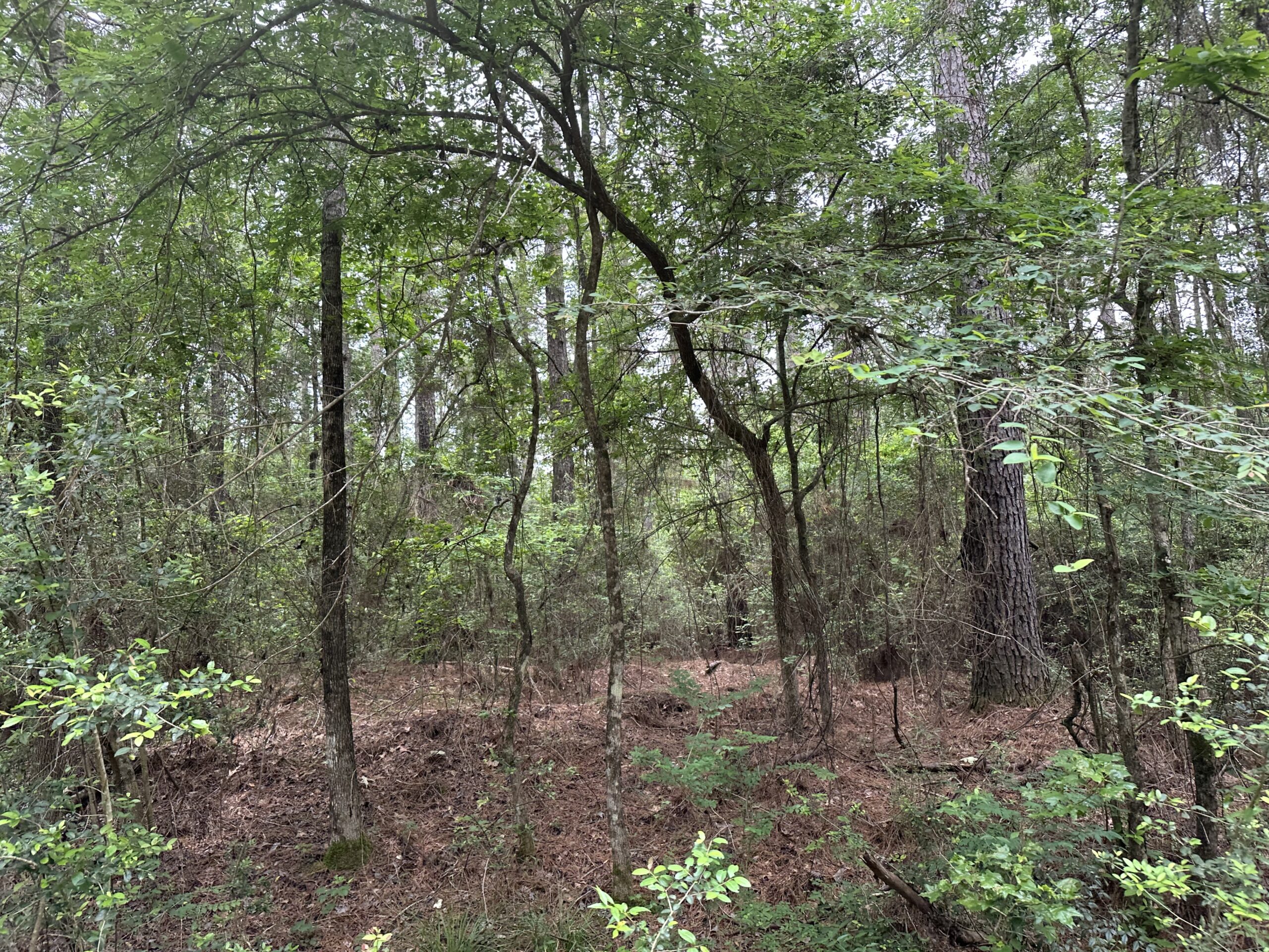 East Texas Recreational/Hunting/Timber Land For Sale