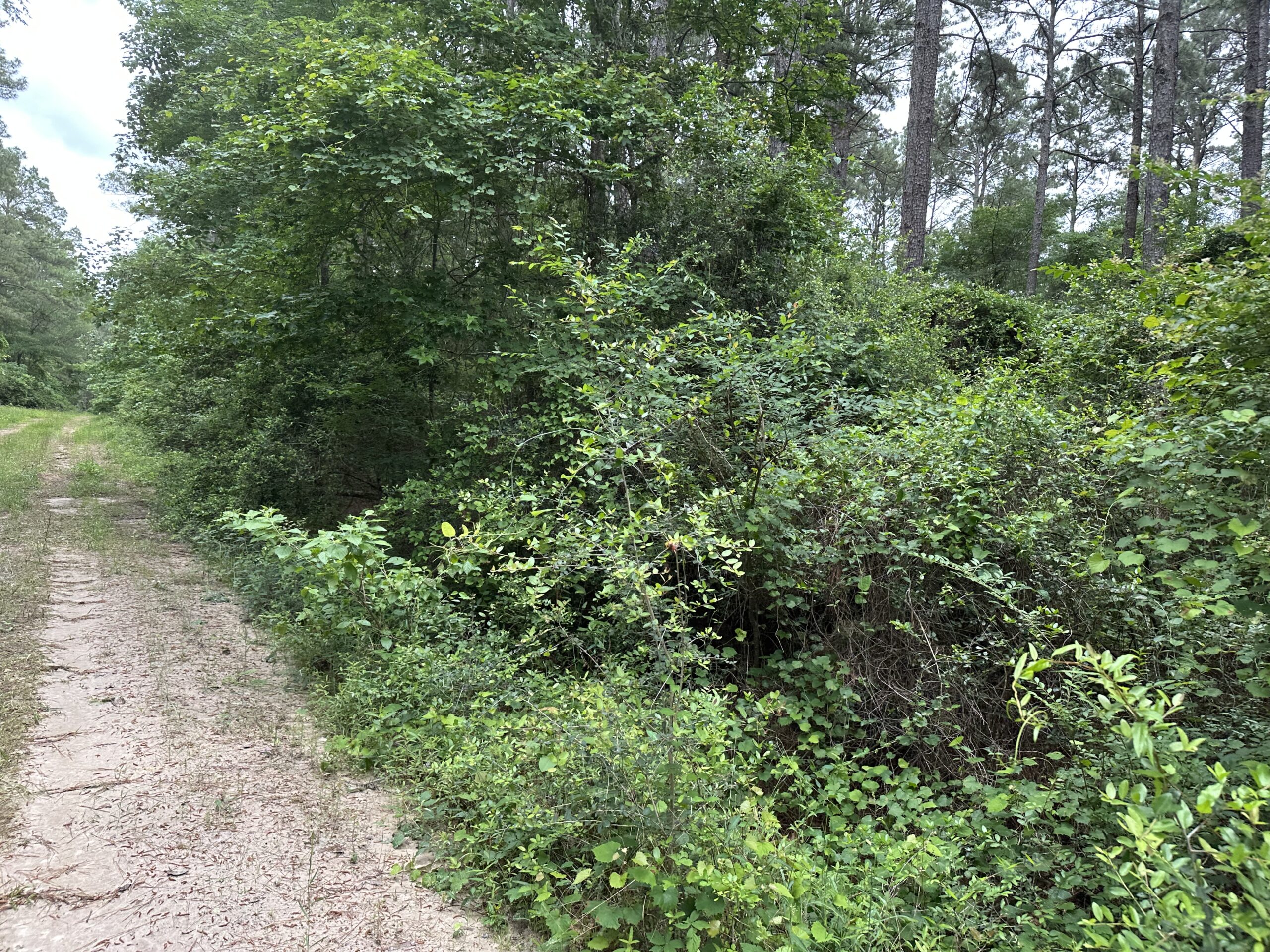East Texas Recreational/Hunting/Timber Land For Sale