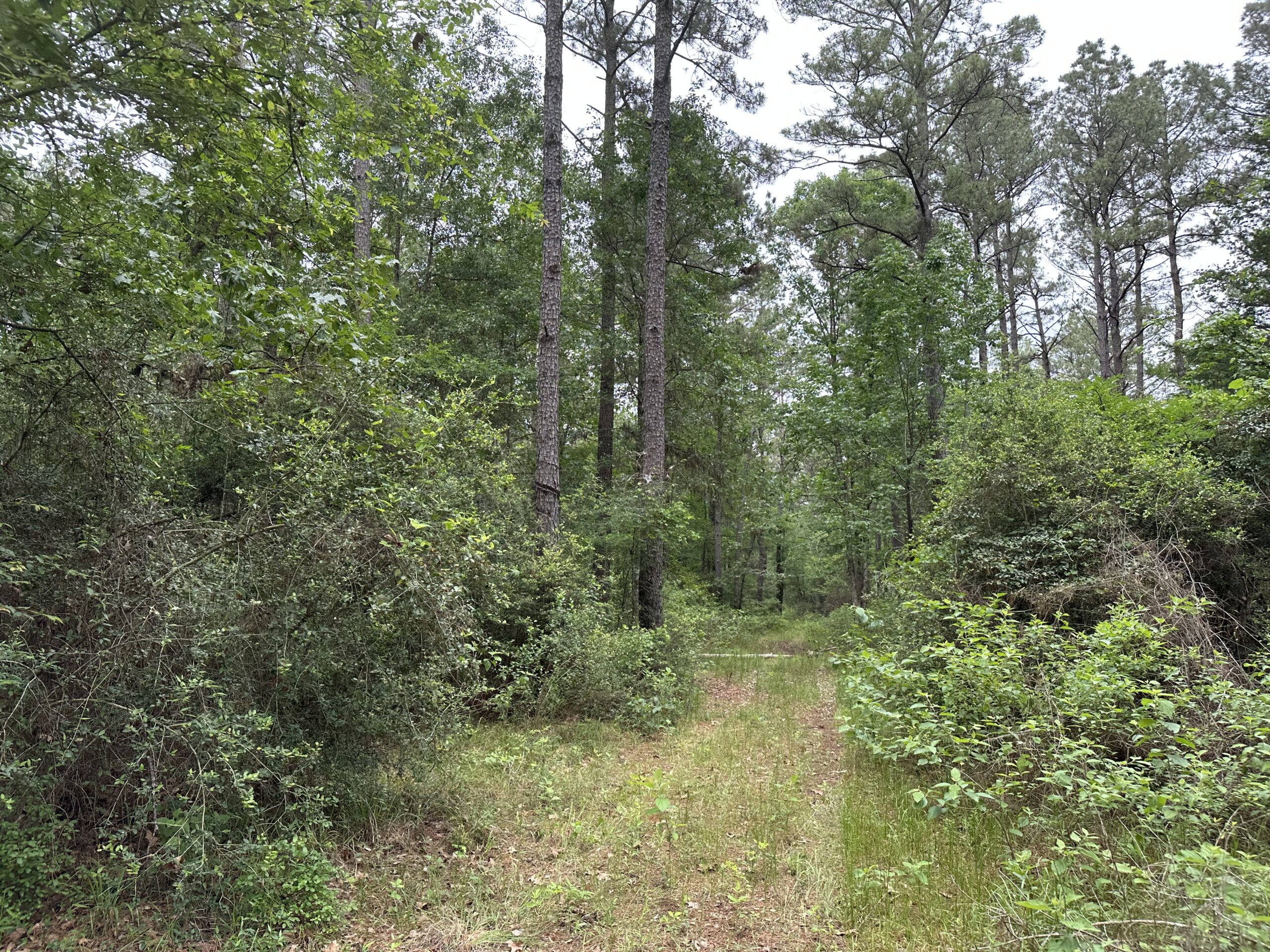 East Texas Recreational/Hunting/Timber Land For Sale