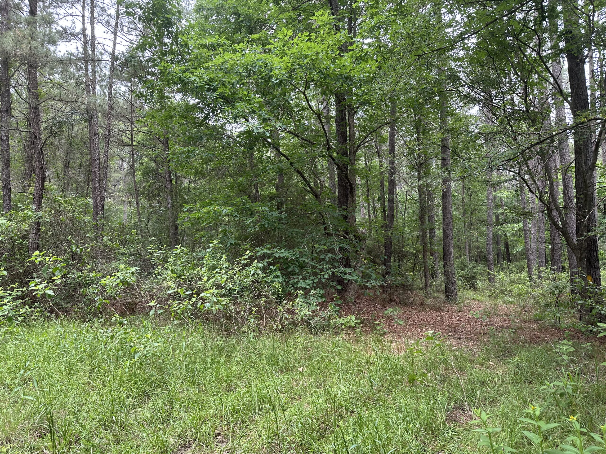 East Texas Recreational/Hunting/Timber Land For Sale