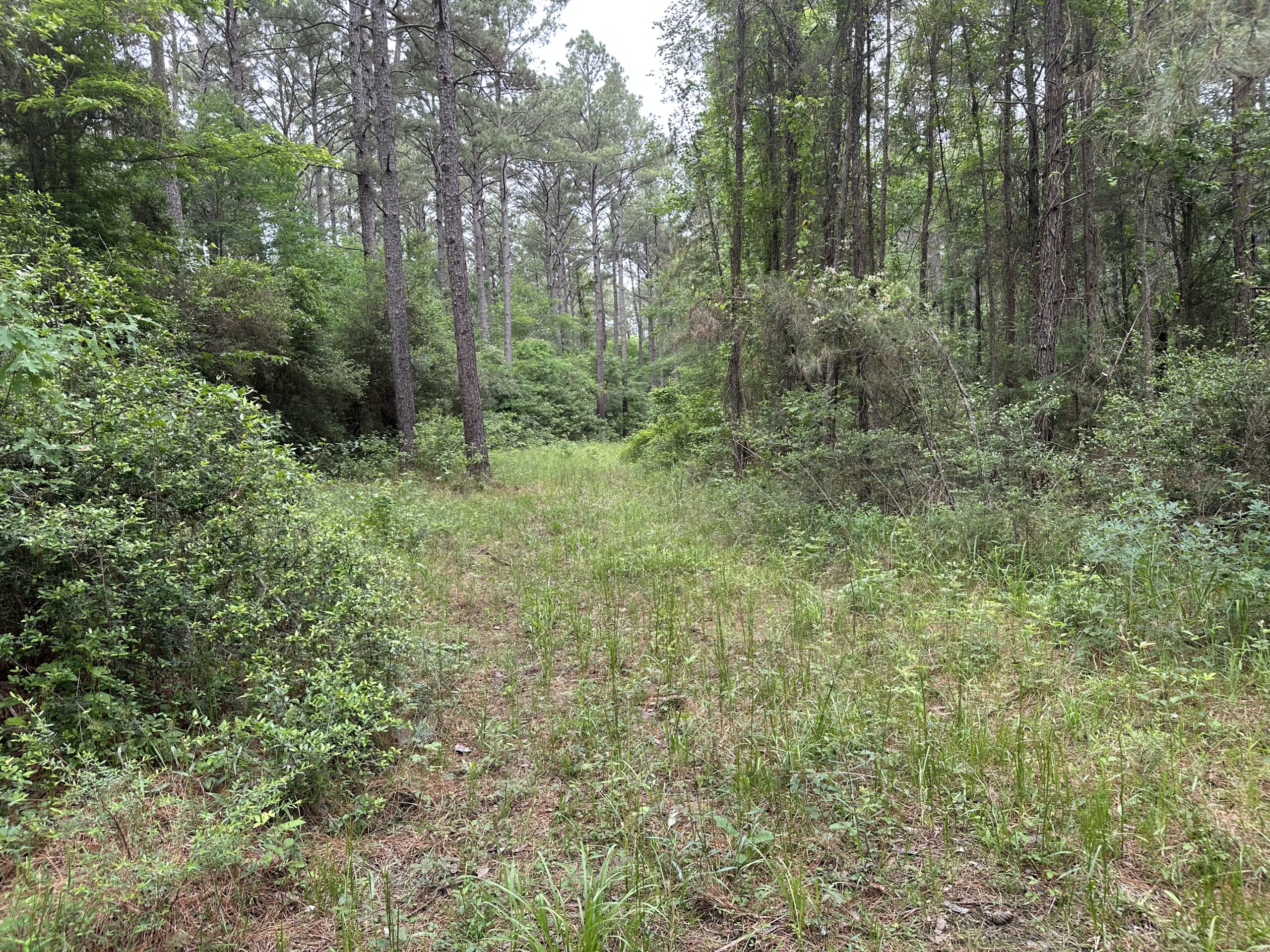 East Texas Recreational/Hunting/Timber Land For Sale
