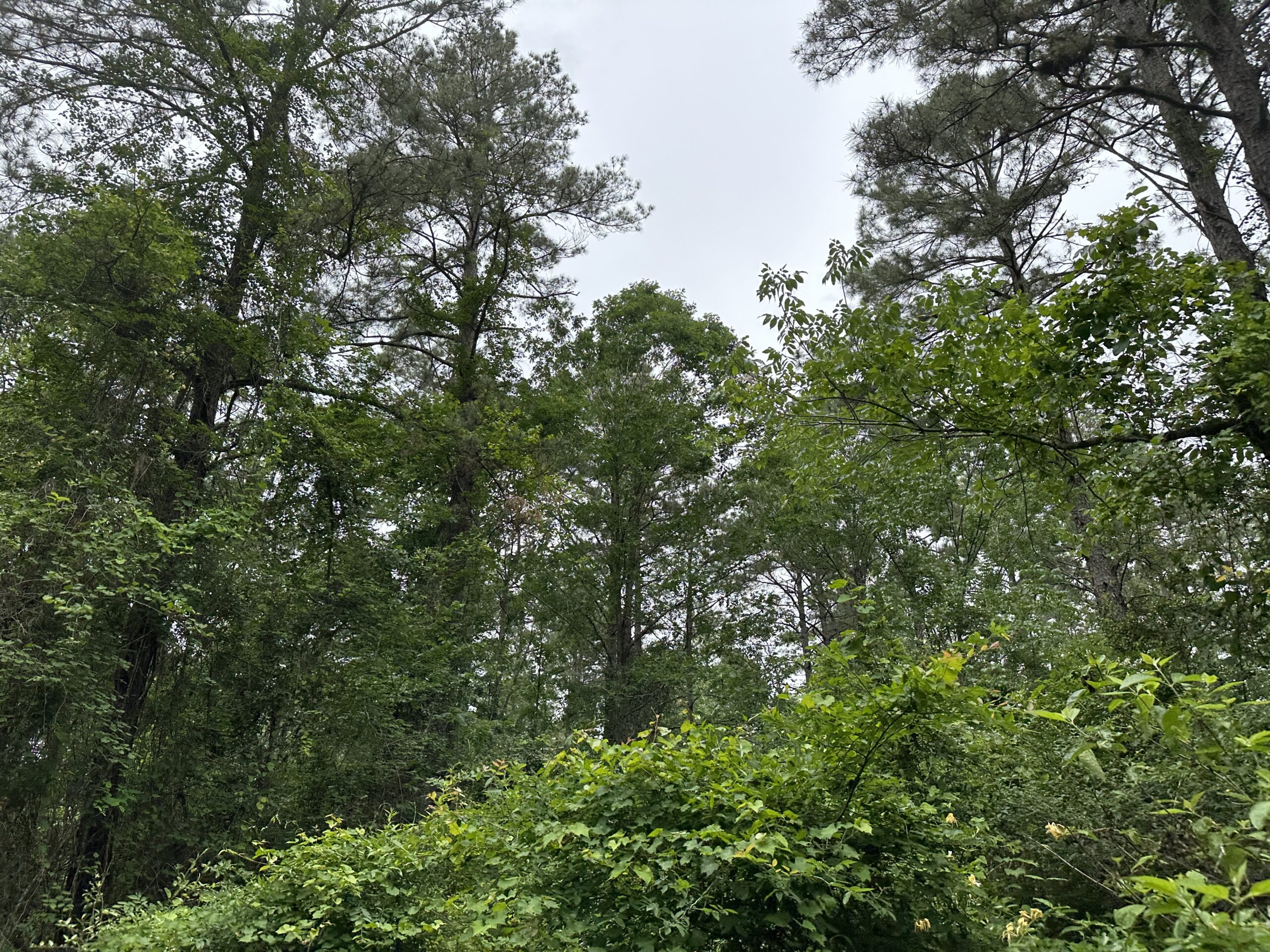 East Texas Recreational/Hunting/Timber Land For Sale