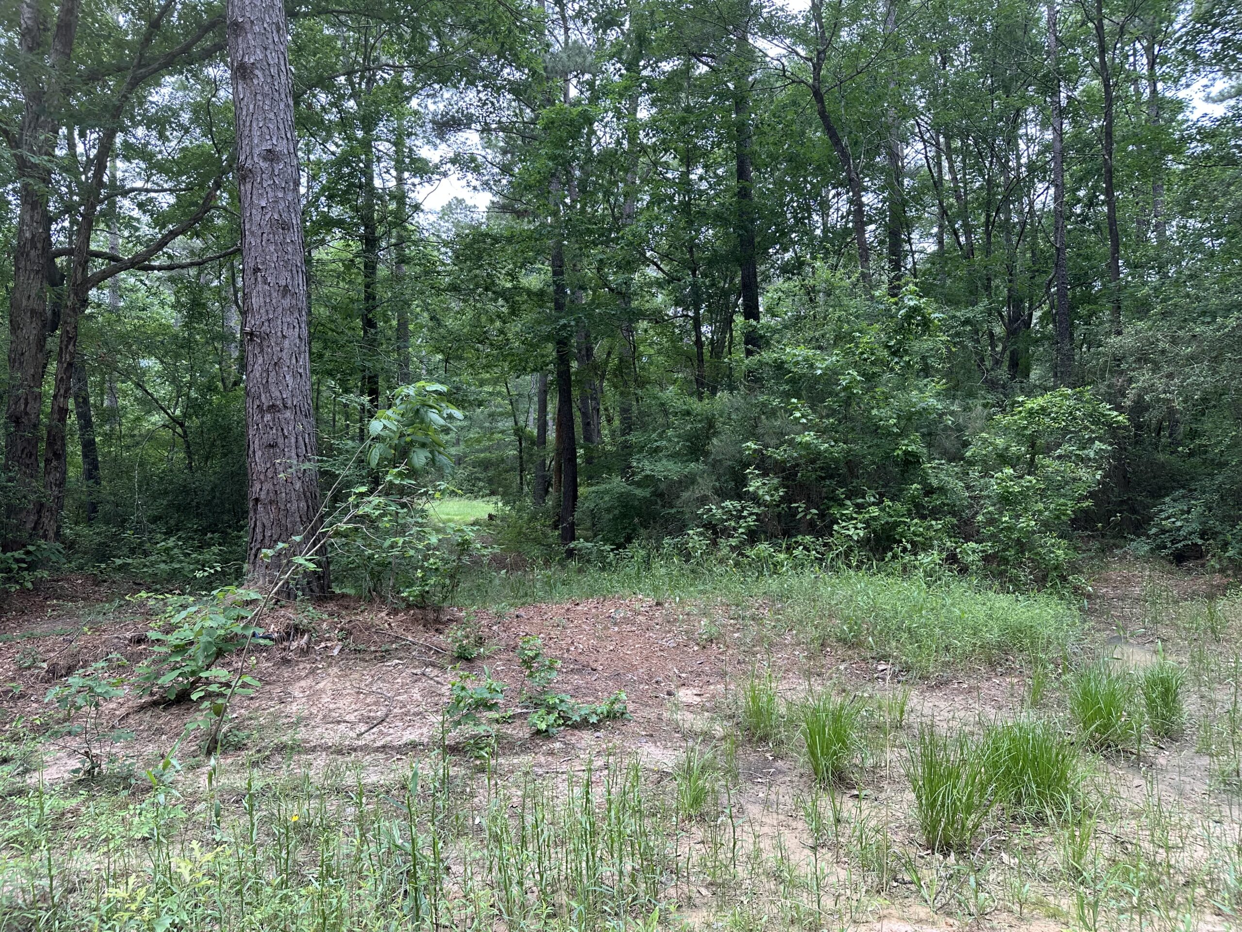 East Texas Recreational/Hunting/Timber Land For Sale