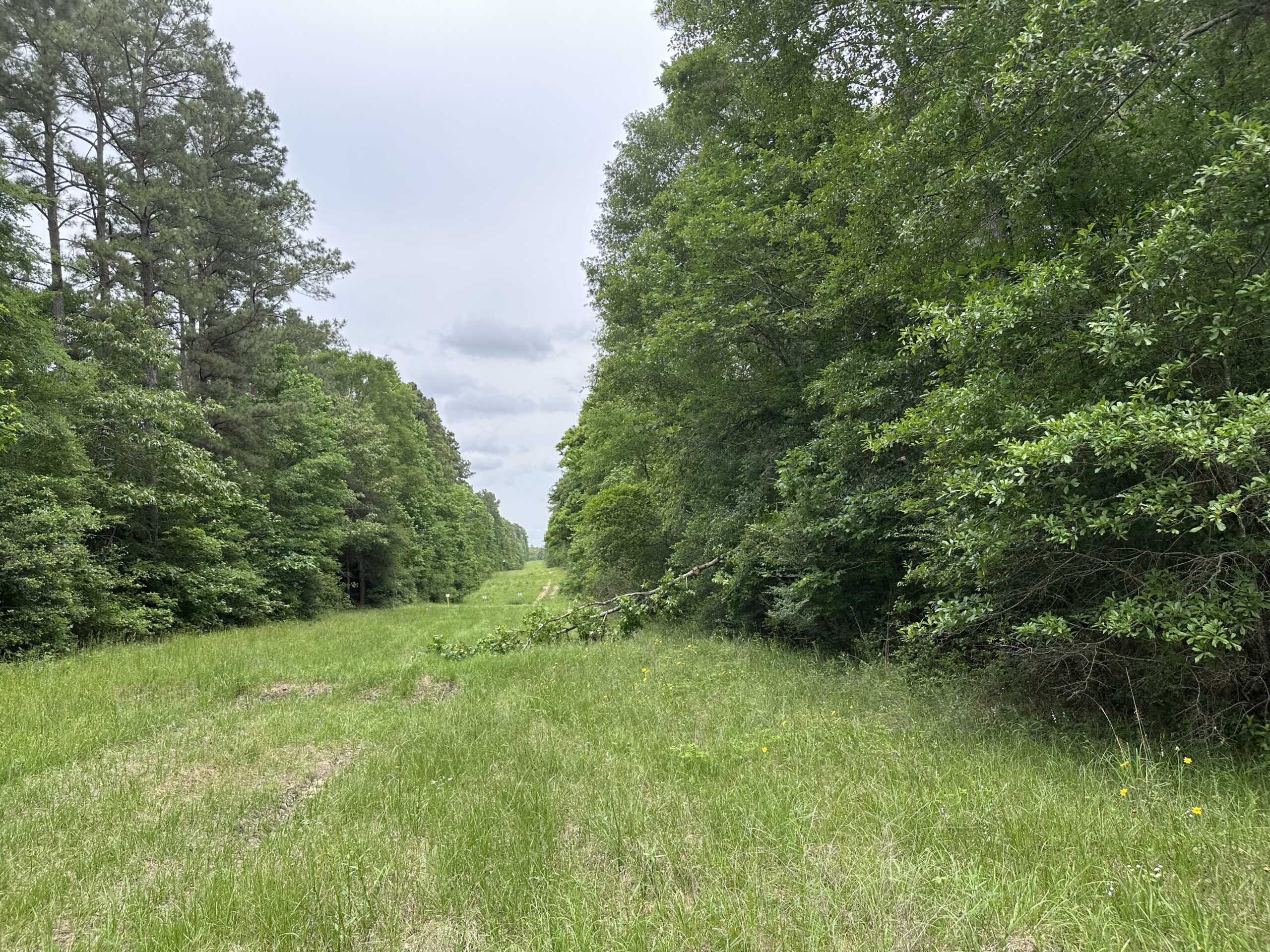 East Texas Recreational/Hunting/Timber Land For Sale