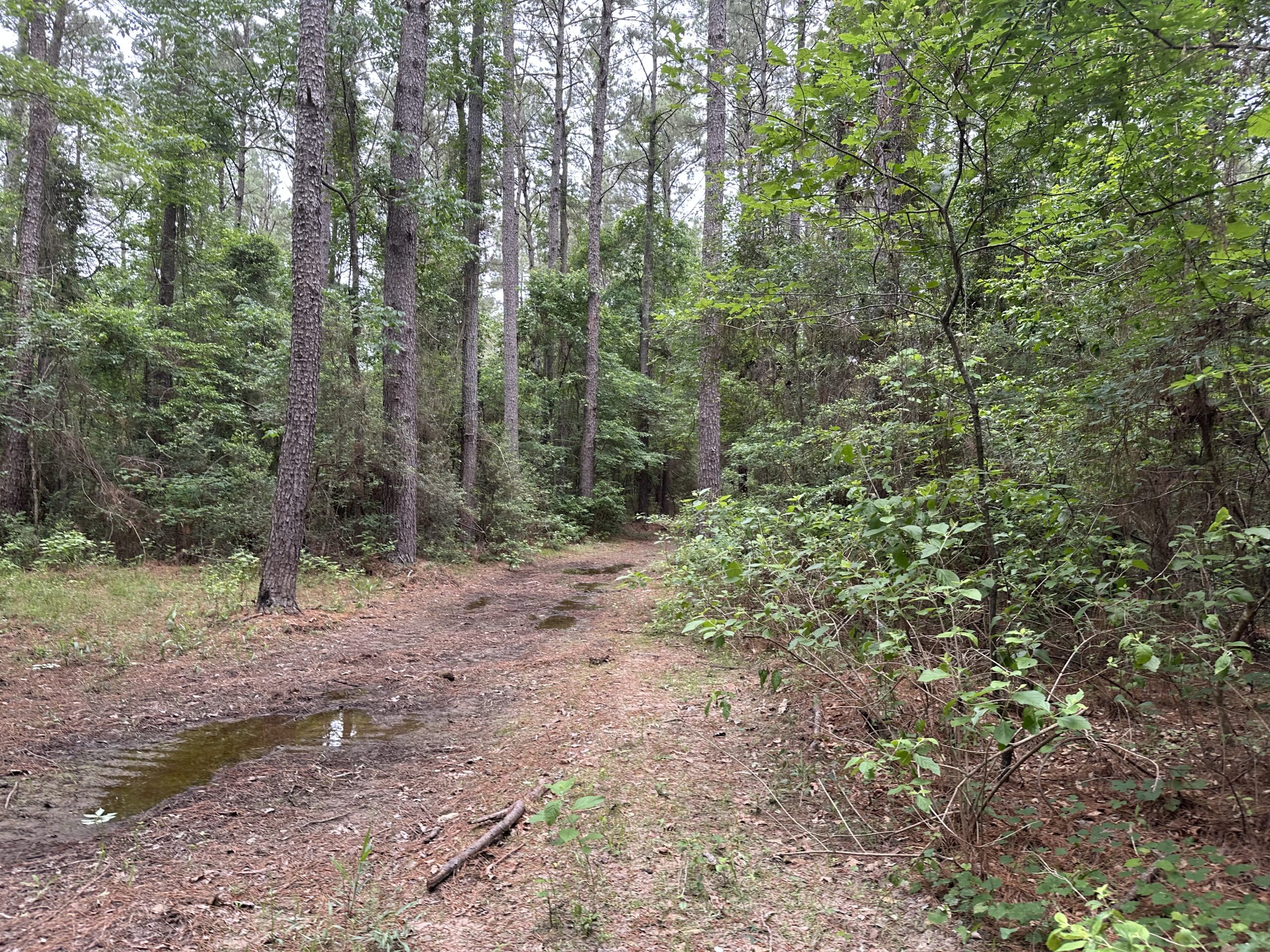 East Texas Recreational/Hunting/Timber Land For Sale