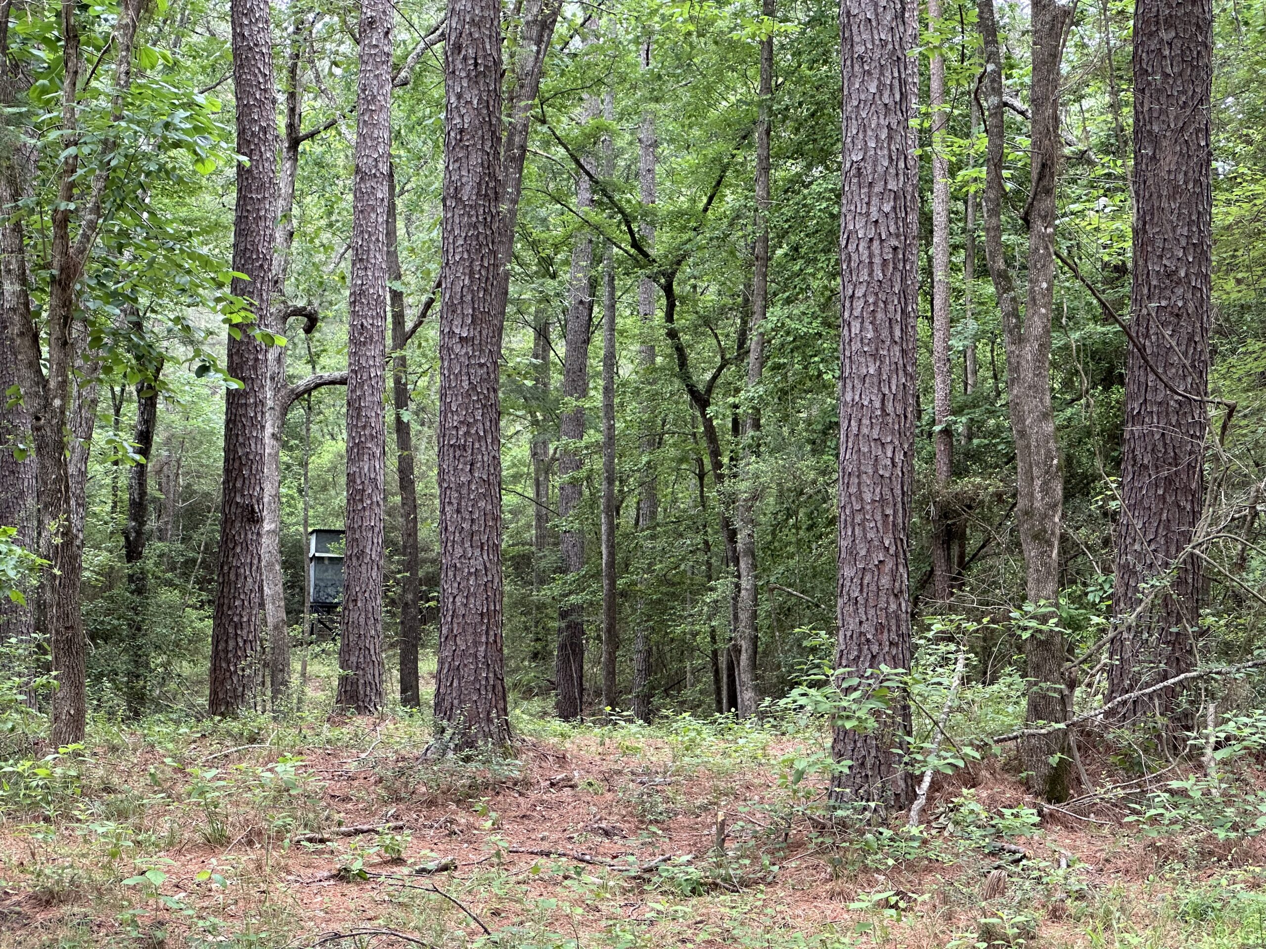 East Texas Recreational/Hunting/Timber Land For Sale