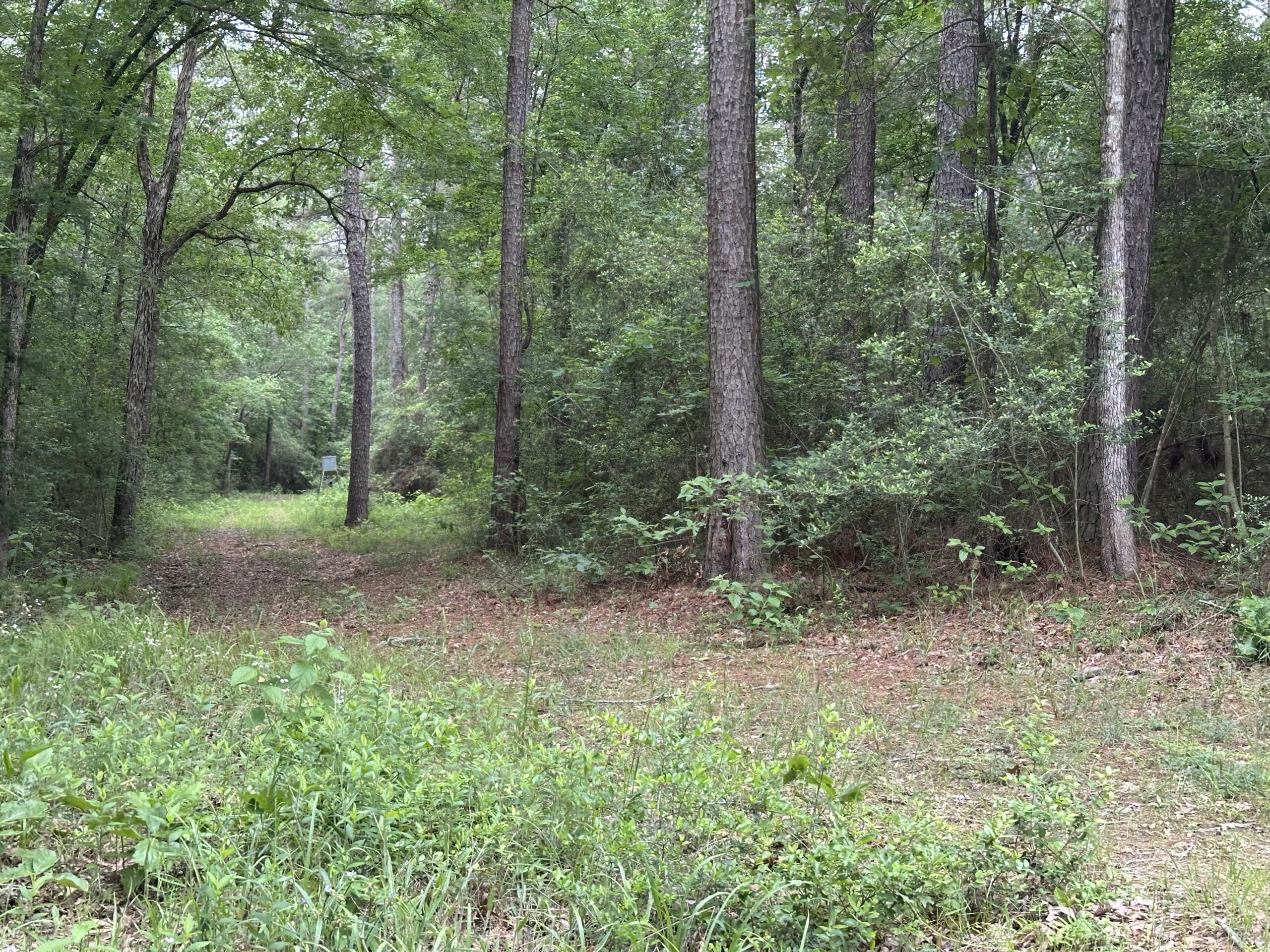 East Texas Recreational/Hunting/Timber Land For Sale