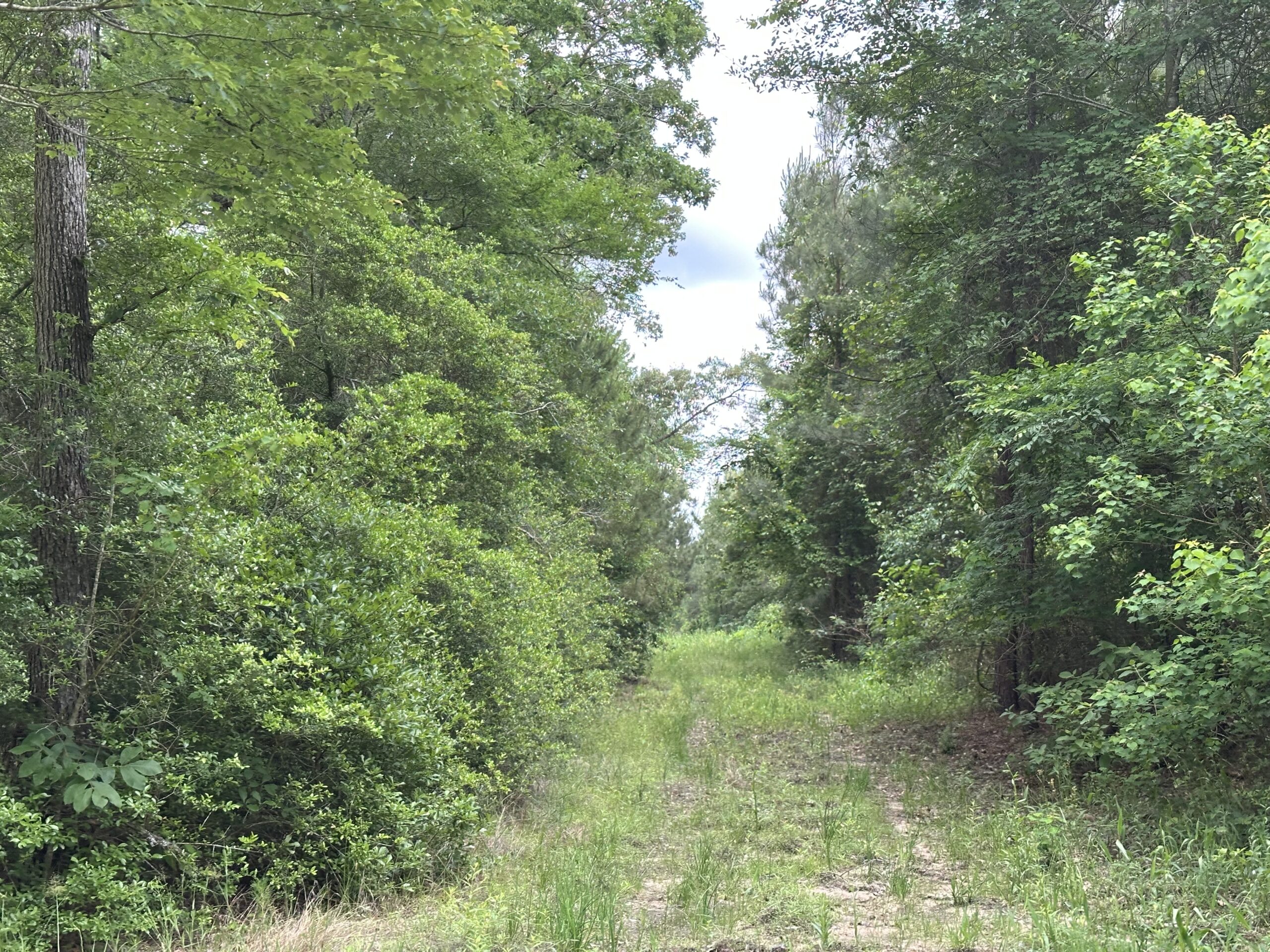 East Texas Recreational/Hunting/Timber Land For Sale