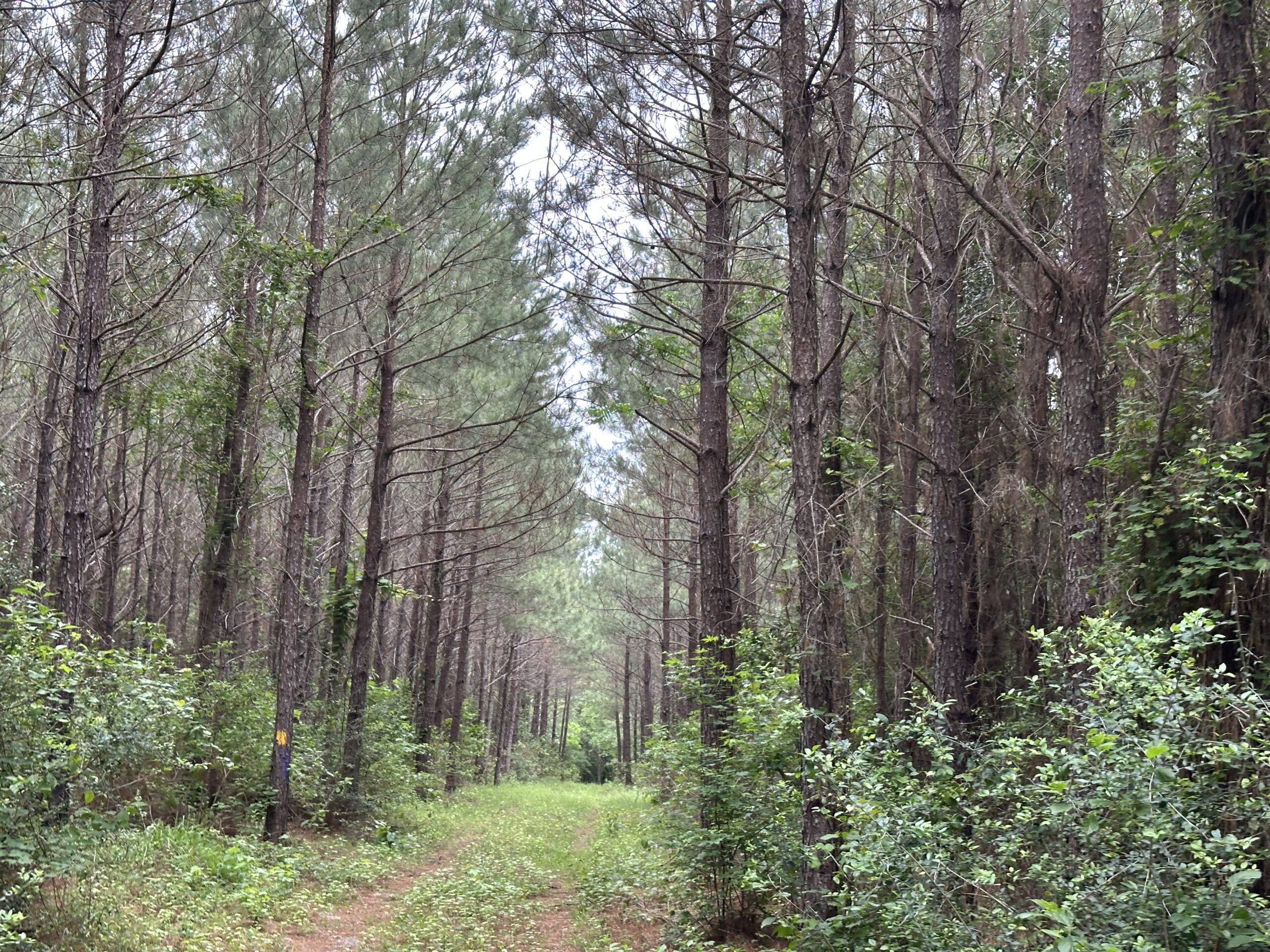 East Texas Recreational/Hunting/Timber Land For Sale