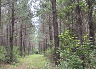 East Texas Recreational/Hunting/Timber Land For Sale