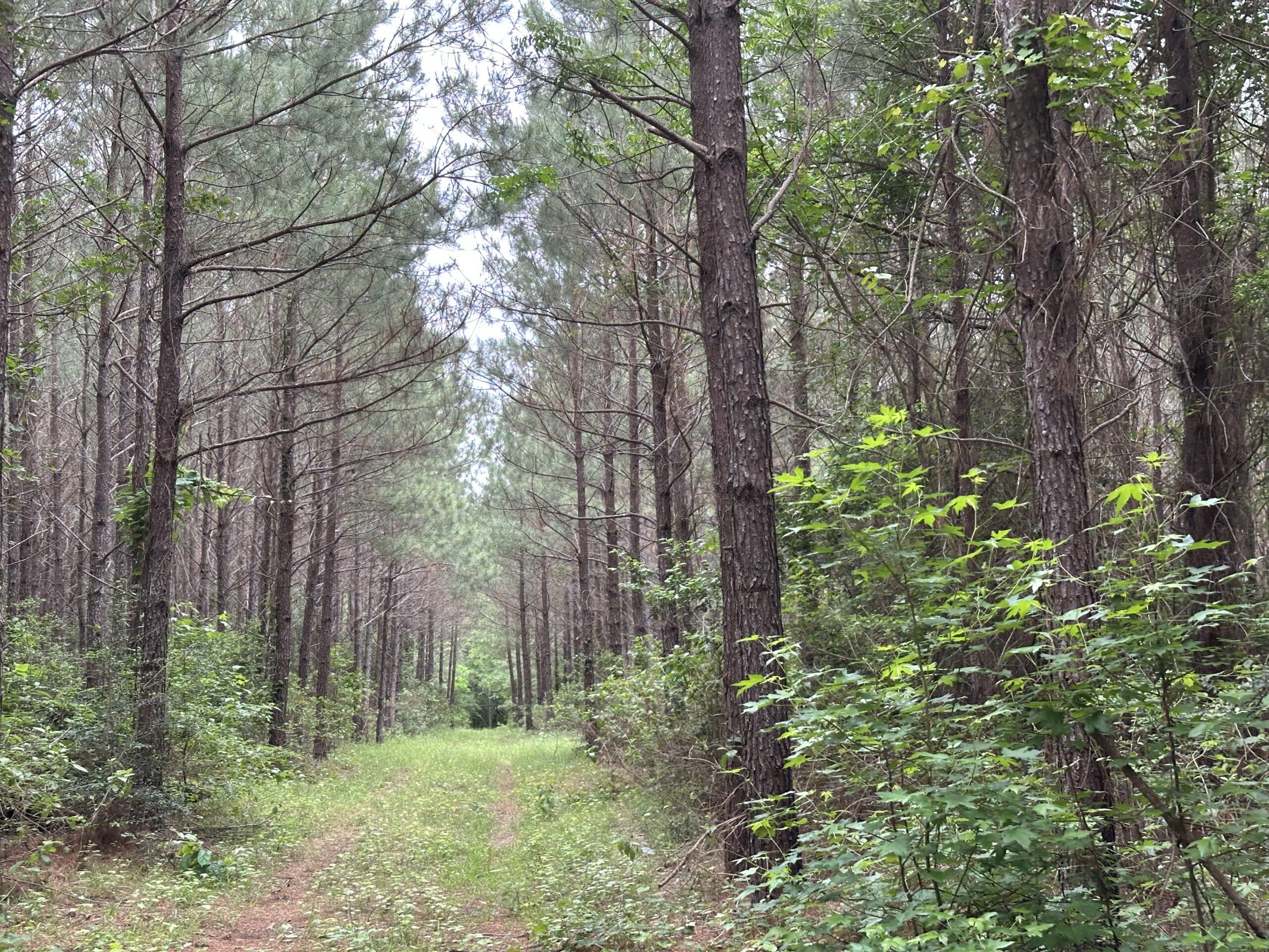 East Texas Recreational/Hunting/Timber Land For Sale