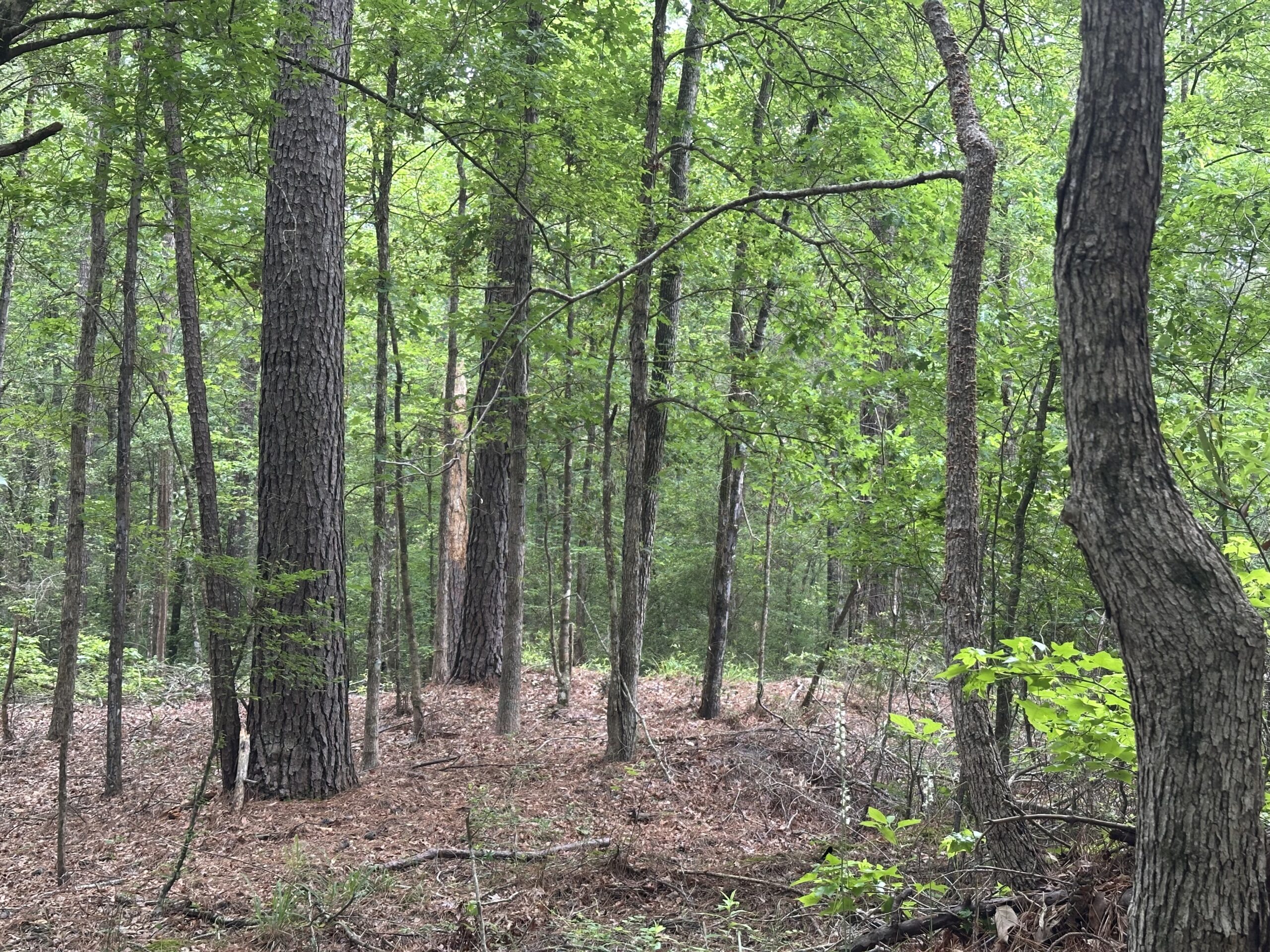 East Texas Recreational/Hunting/Timber Land For Sale