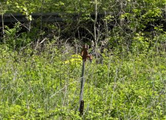 Charming Agricultural Haven in North West Schuyler County, MO