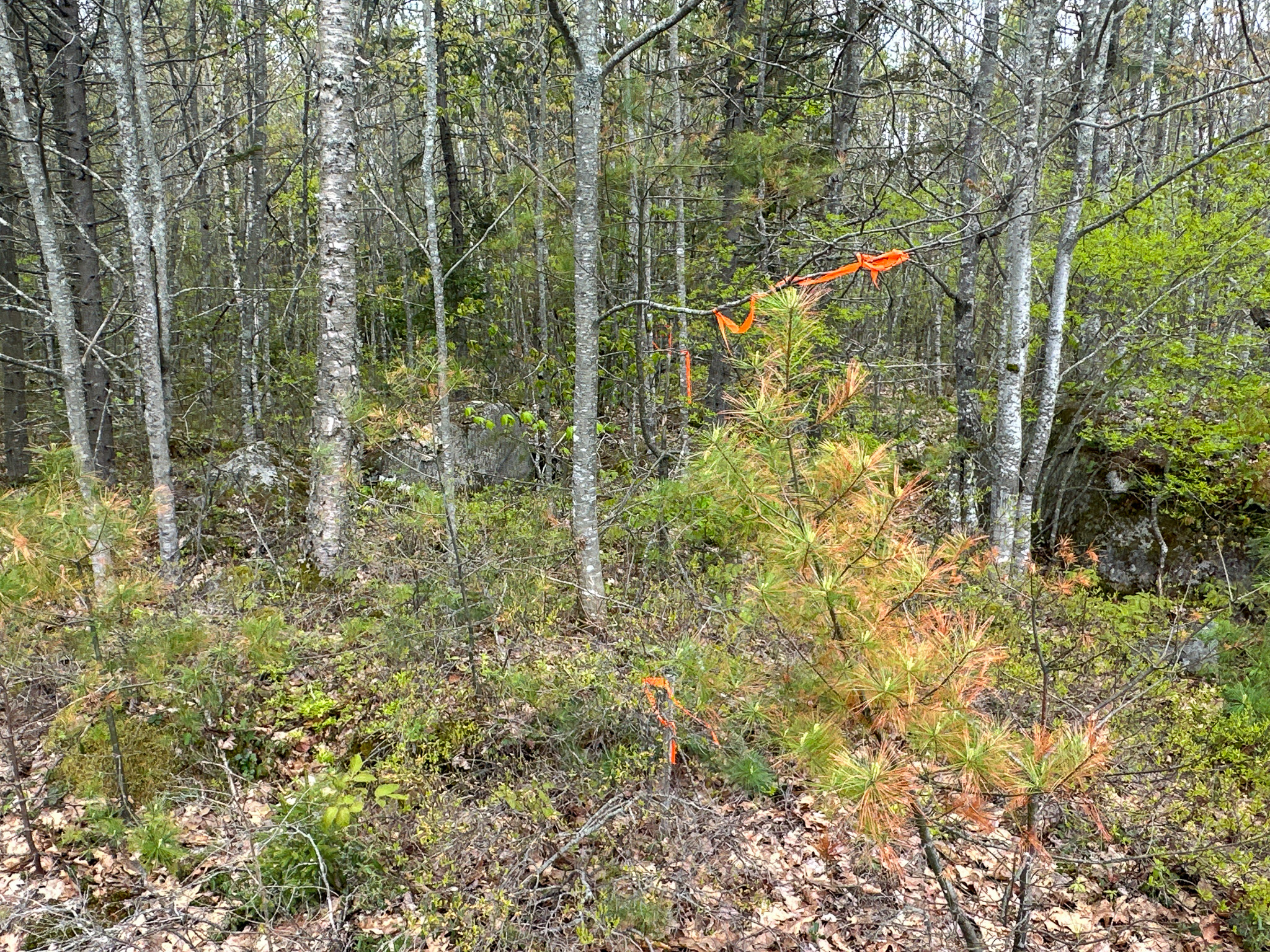 40 Acres of Affordable Maine Land