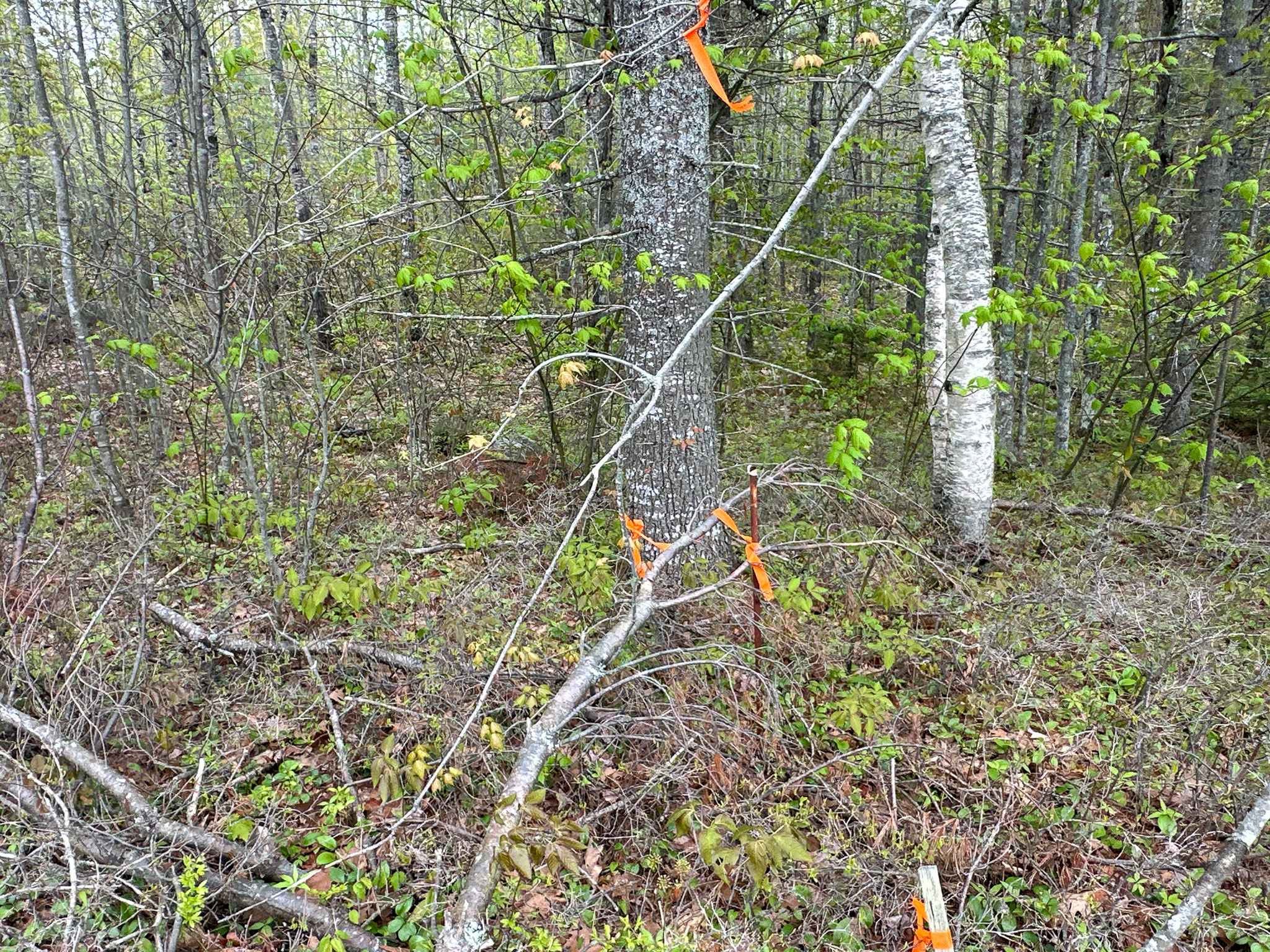 40 Acres of Affordable Maine Land