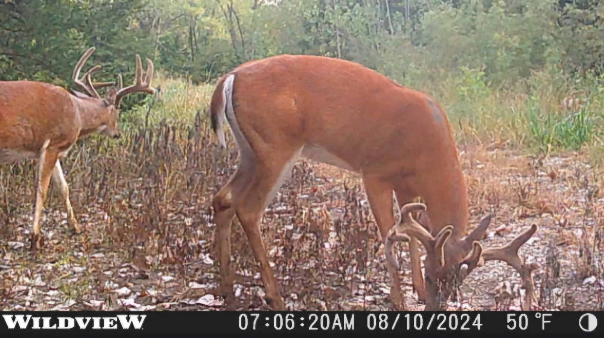 40± Acre Hunting Tract in Northwest Missouri