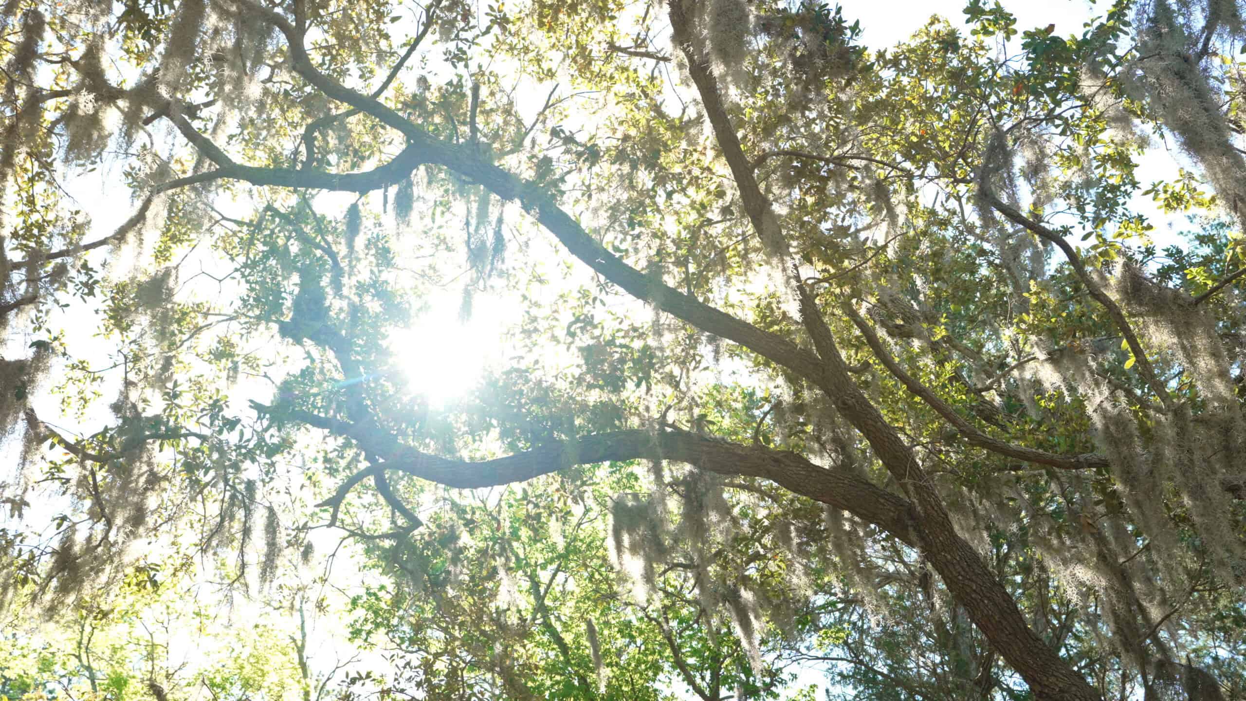 200-AC Hunting & Waterfront Tract in Hyde County, NC