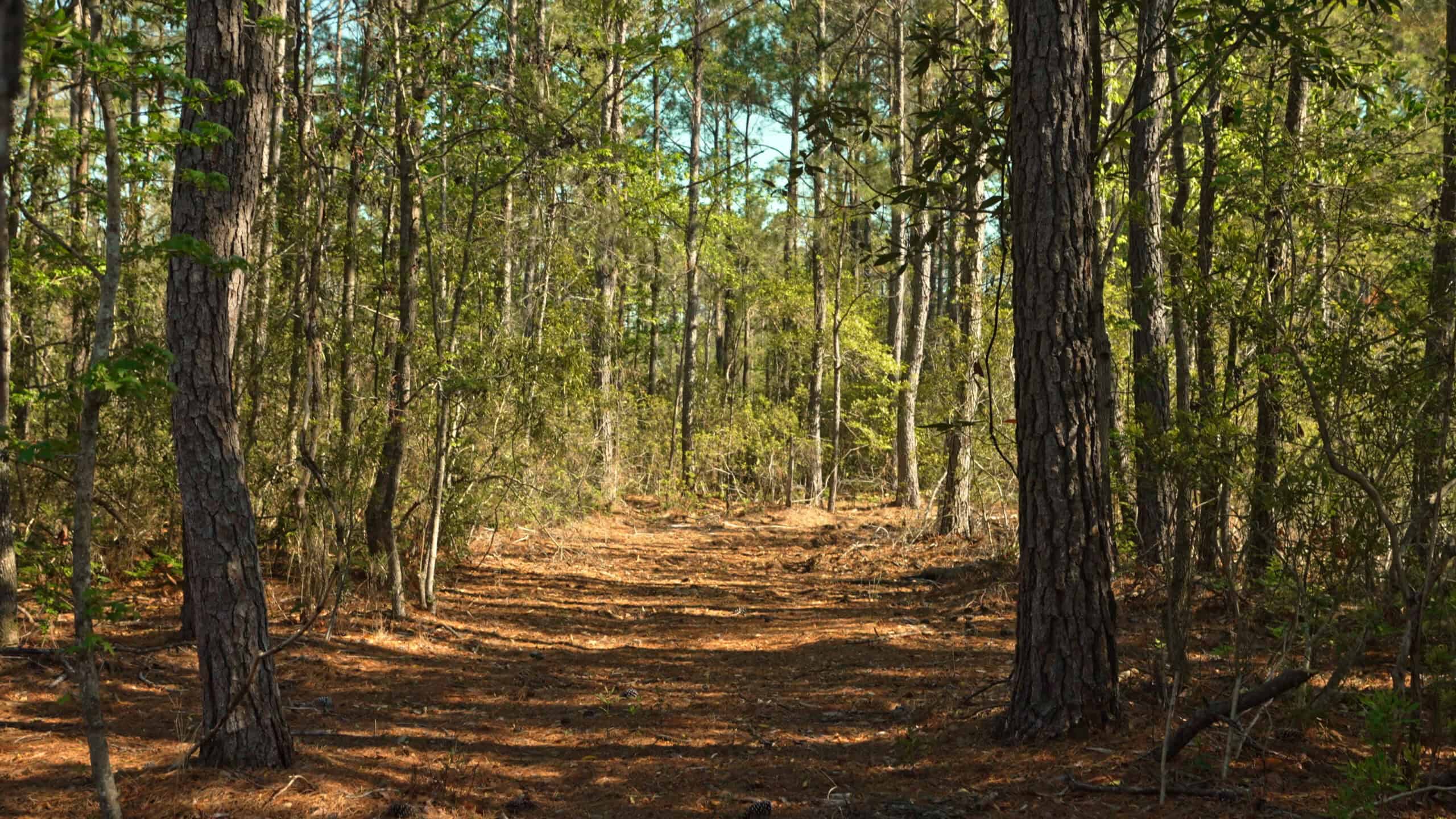200-AC Hunting & Waterfront Tract in Hyde County, NC