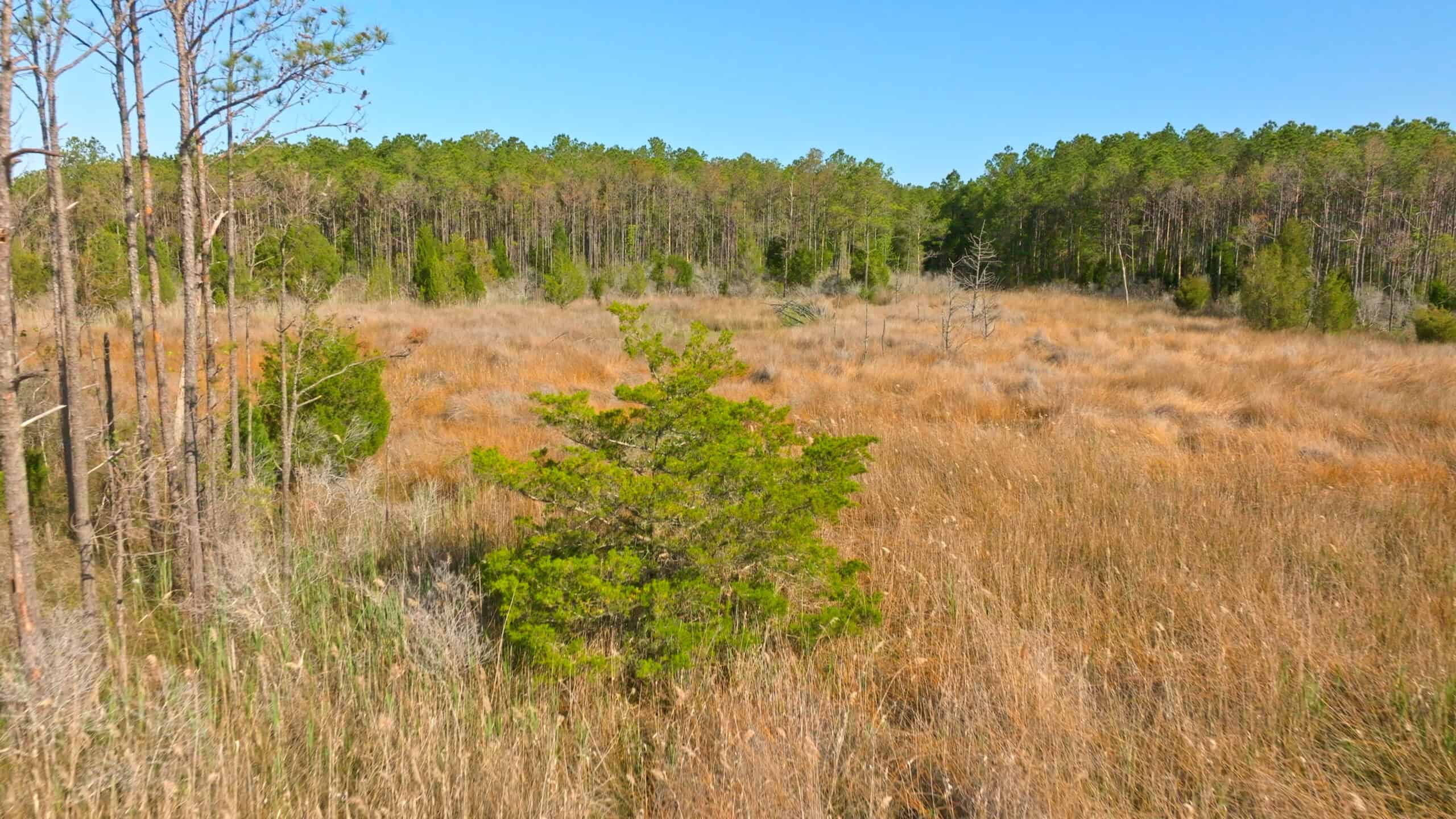 200-AC Hunting & Waterfront Tract in Hyde County, NC