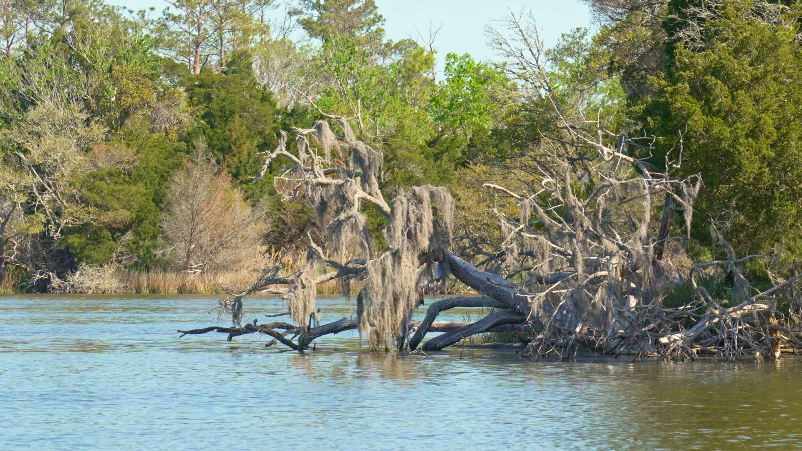 200-AC Hunting & Waterfront Tract in Hyde County, NC