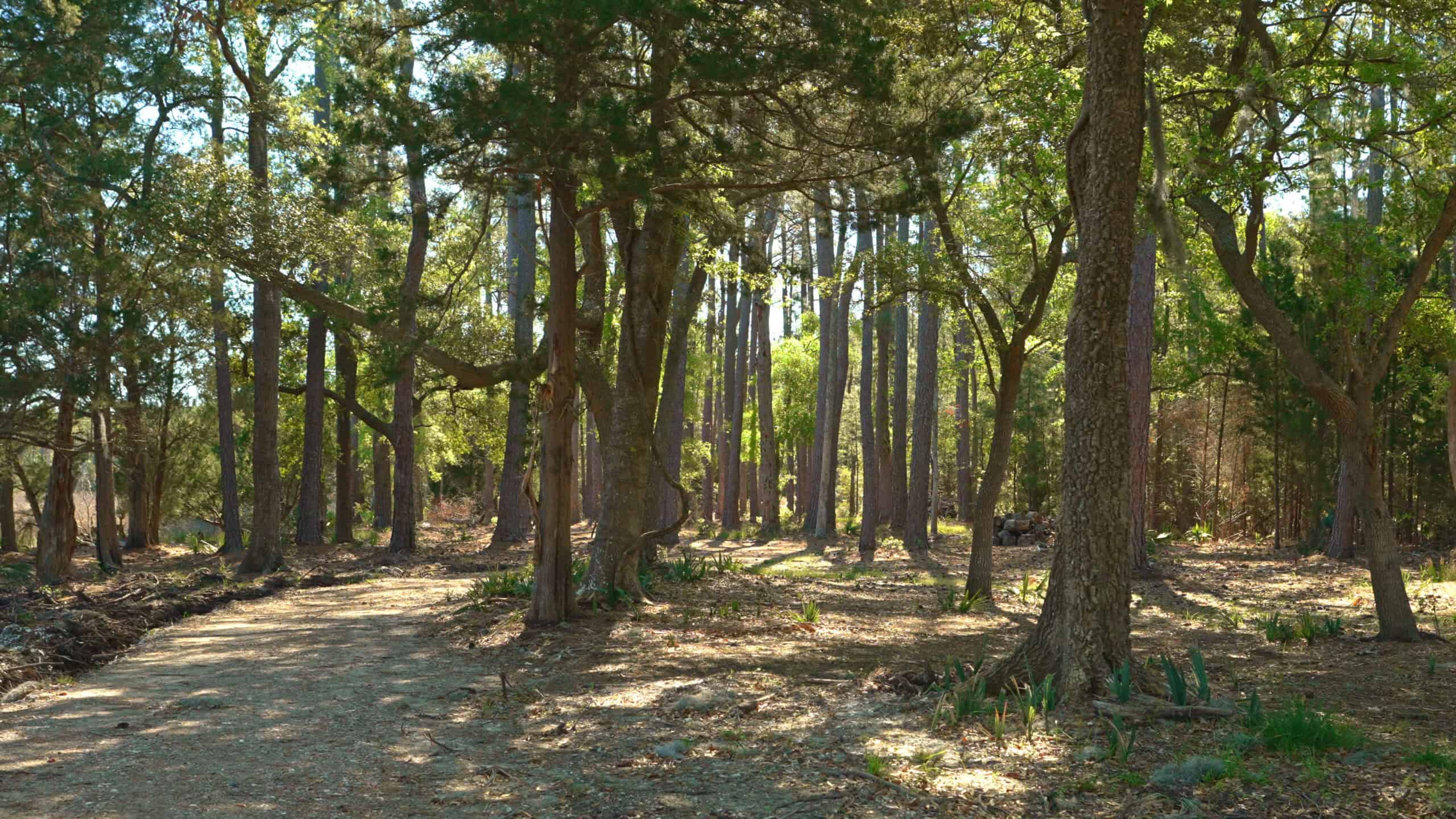 200-AC Hunting & Waterfront Tract in Hyde County, NC