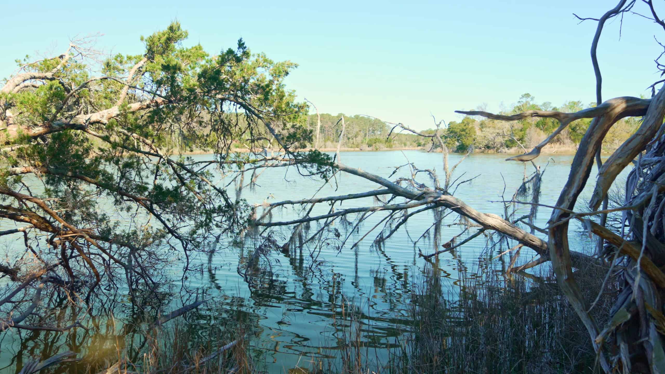 200-AC Hunting & Waterfront Tract in Hyde County, NC