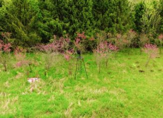 15 Acre Hunting Land in Potterville MI