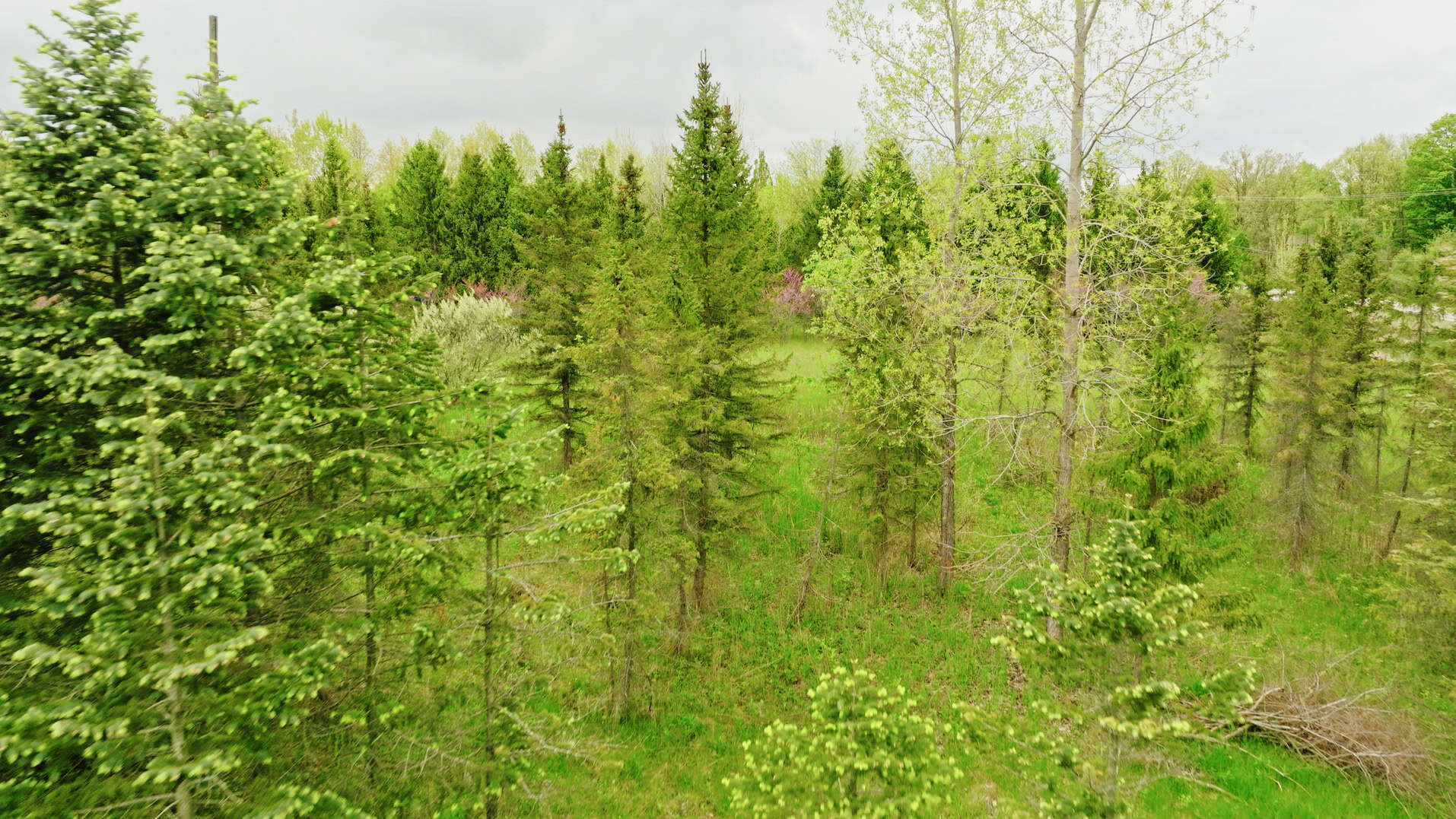 15 Acre Hunting Land in Potterville MI