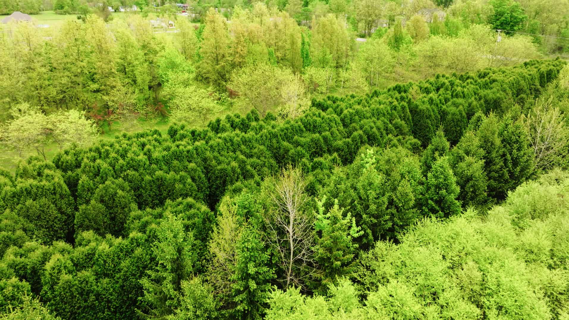 15 Acre Hunting Land in Potterville MI