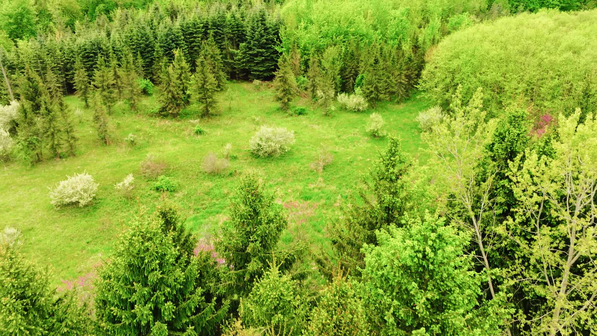 15 Acre Hunting Land in Potterville MI