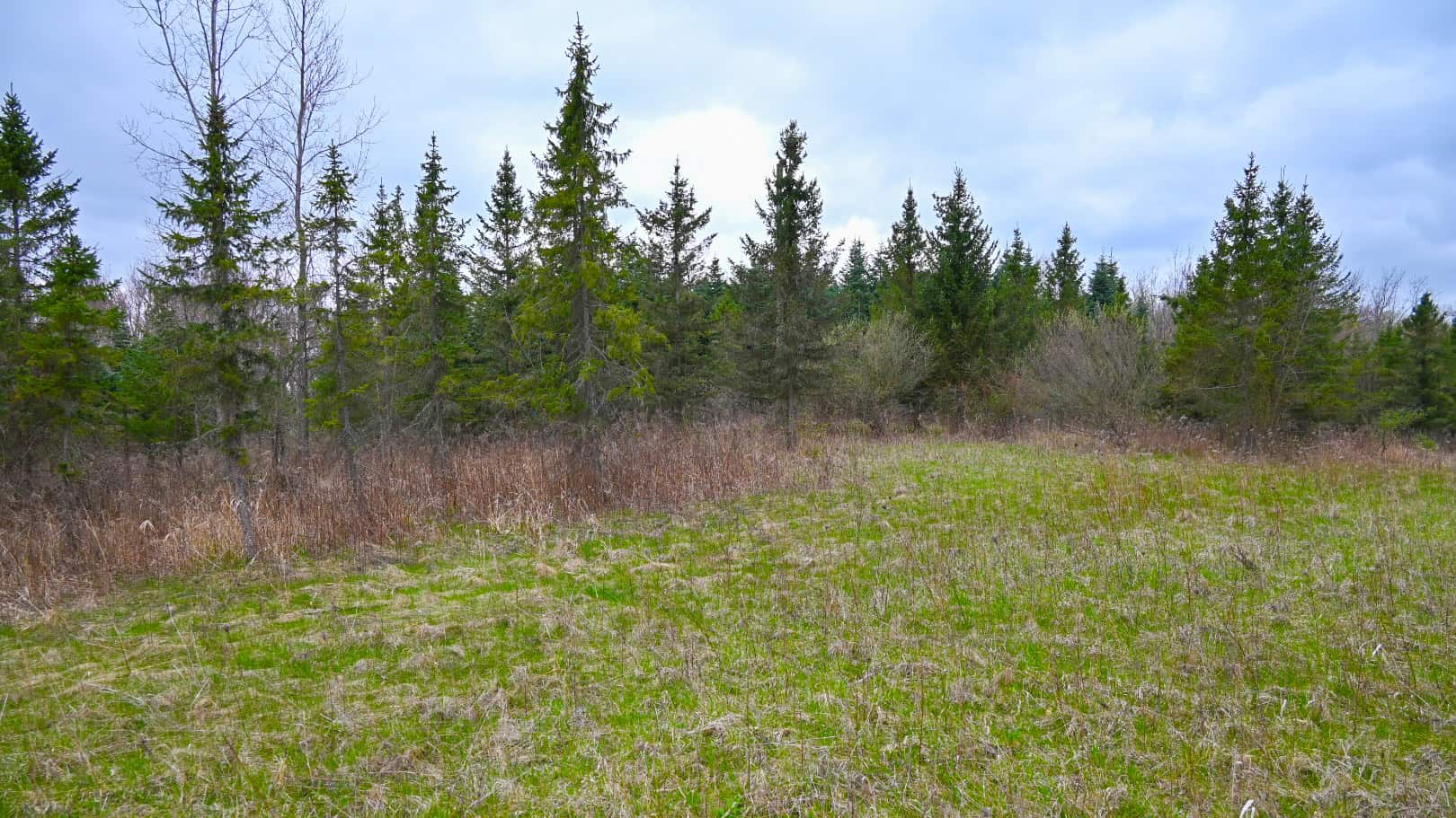 15 Acre Hunting Land in Potterville MI