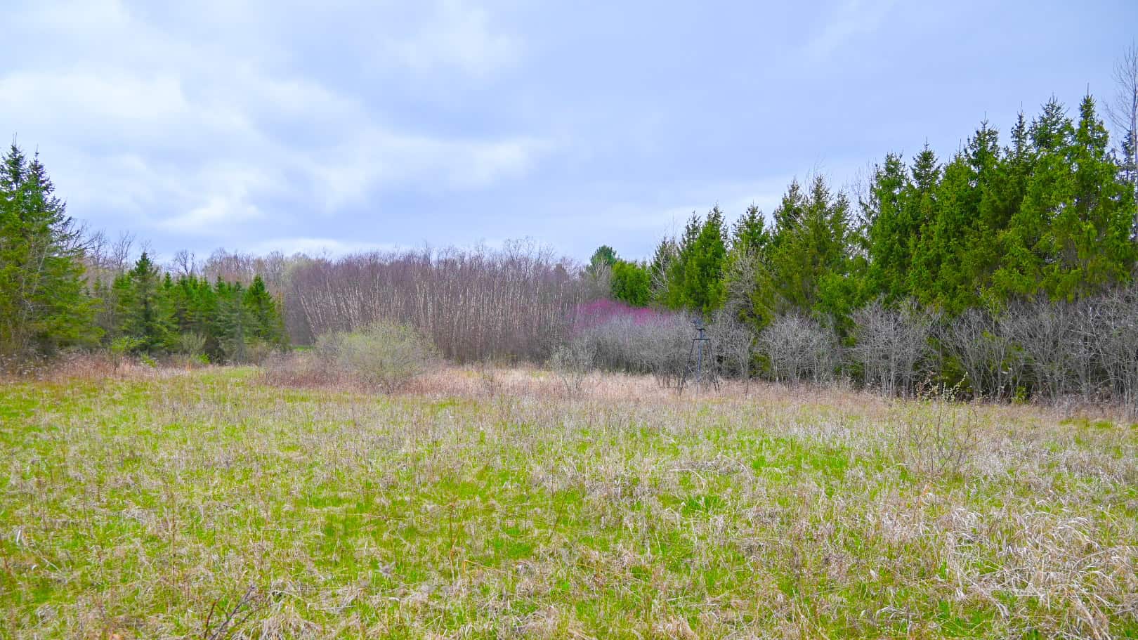 15 Acre Hunting Land in Potterville MI