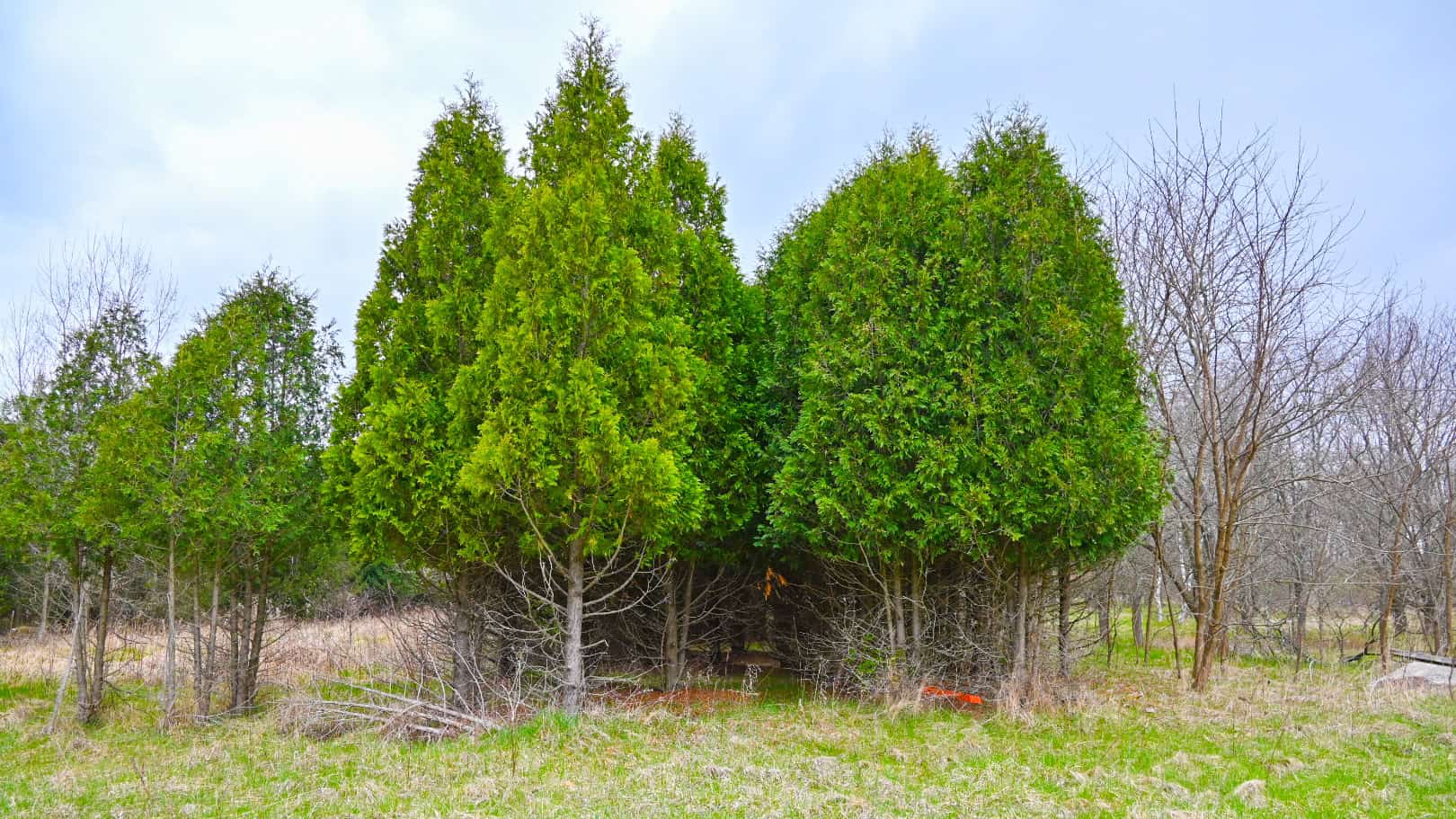 15 Acre Hunting Land in Potterville MI