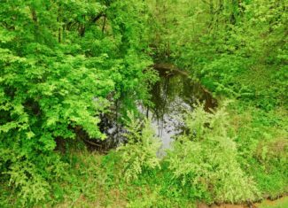 15 Acre Hunting Land in Potterville MI