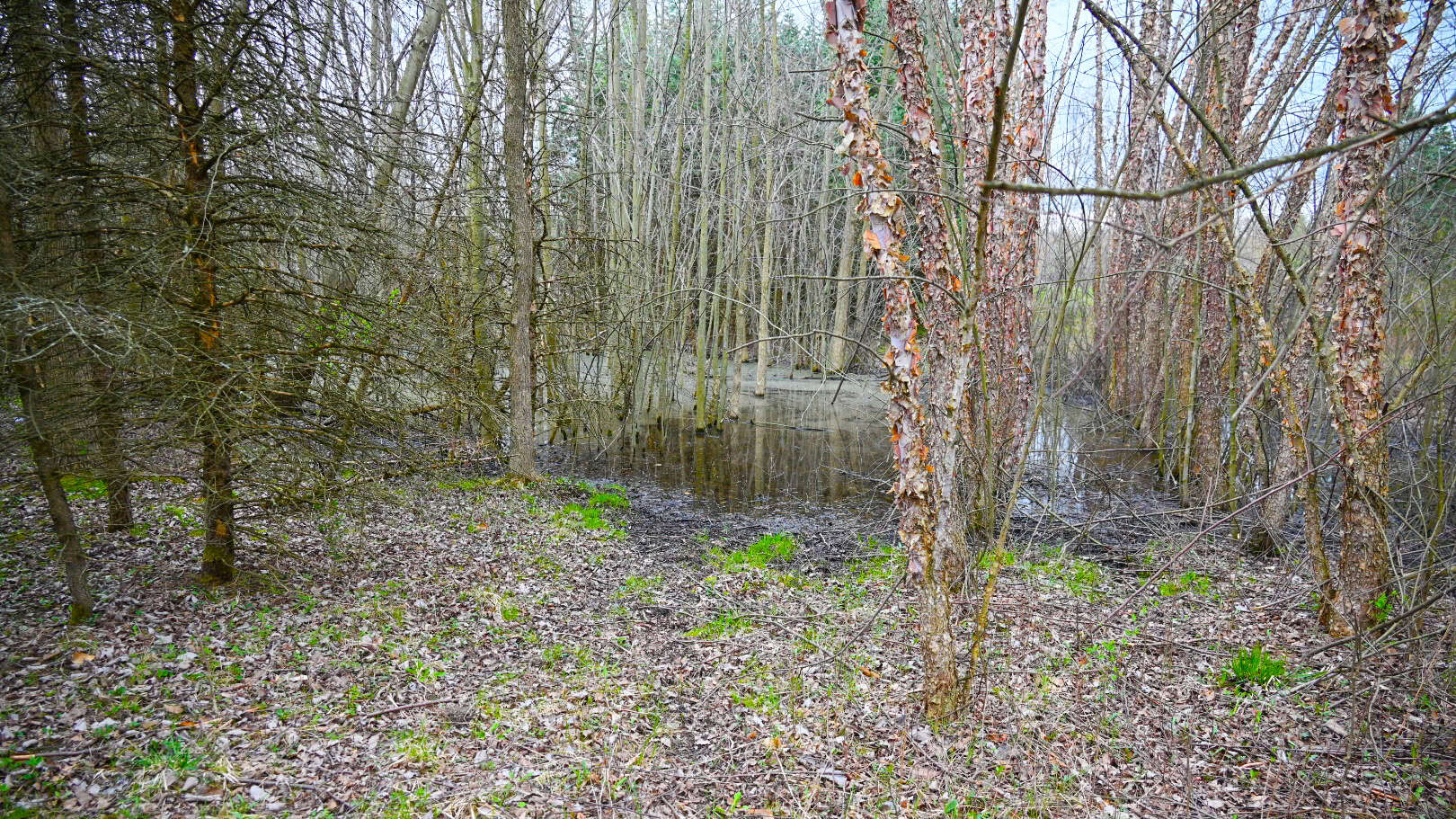15 Acre Hunting Land in Potterville MI