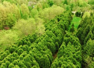 15 Acre Hunting Land in Potterville MI