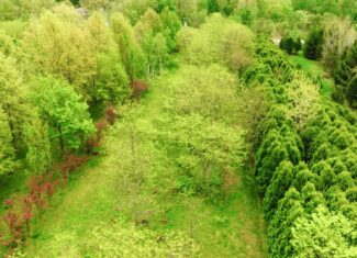 15 Acre Hunting Land in Potterville MI