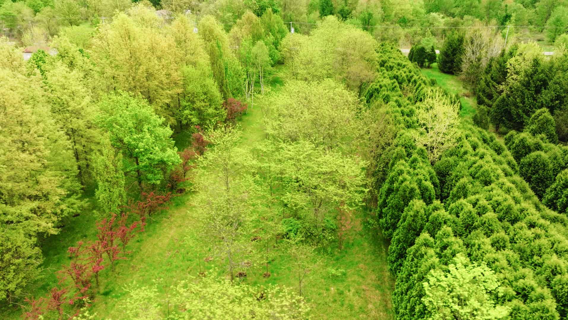 15 Acre Hunting Land in Potterville MI