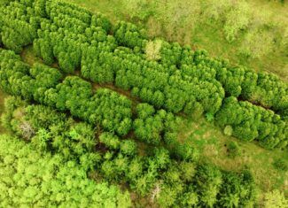 15 Acre Hunting Land in Potterville MI