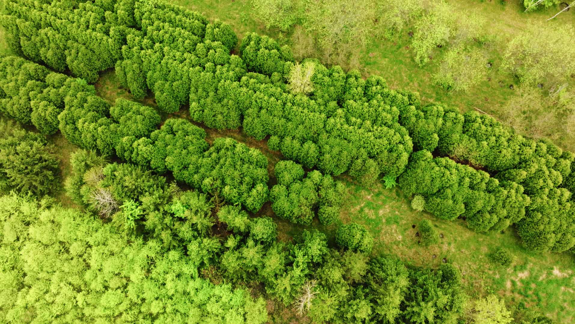 15 Acre Hunting Land in Potterville MI