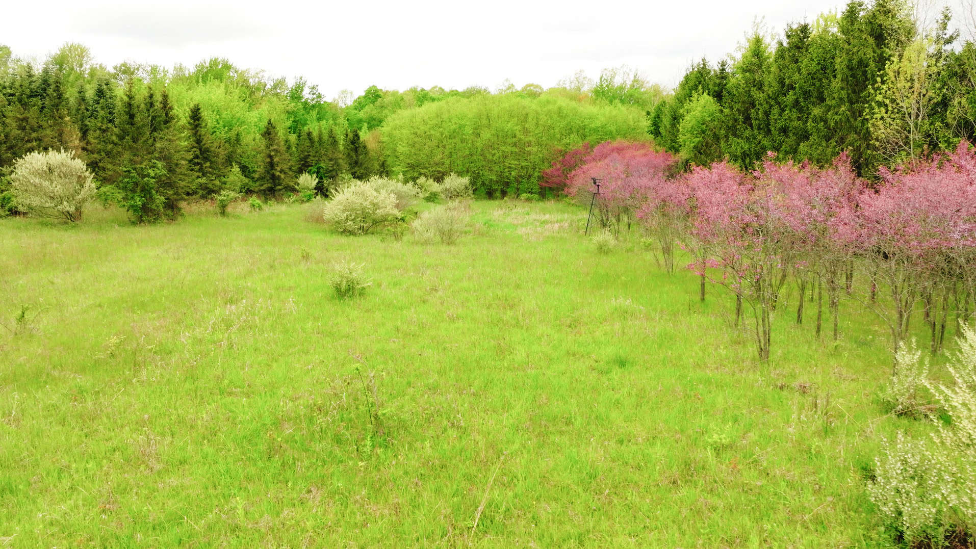 15 Acre Hunting Land in Potterville MI
