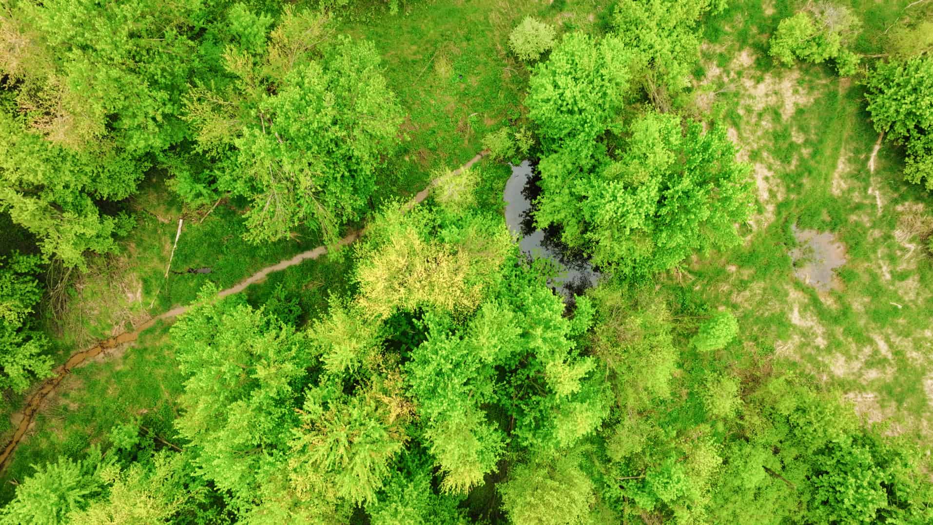 15 Acre Hunting Land in Potterville MI