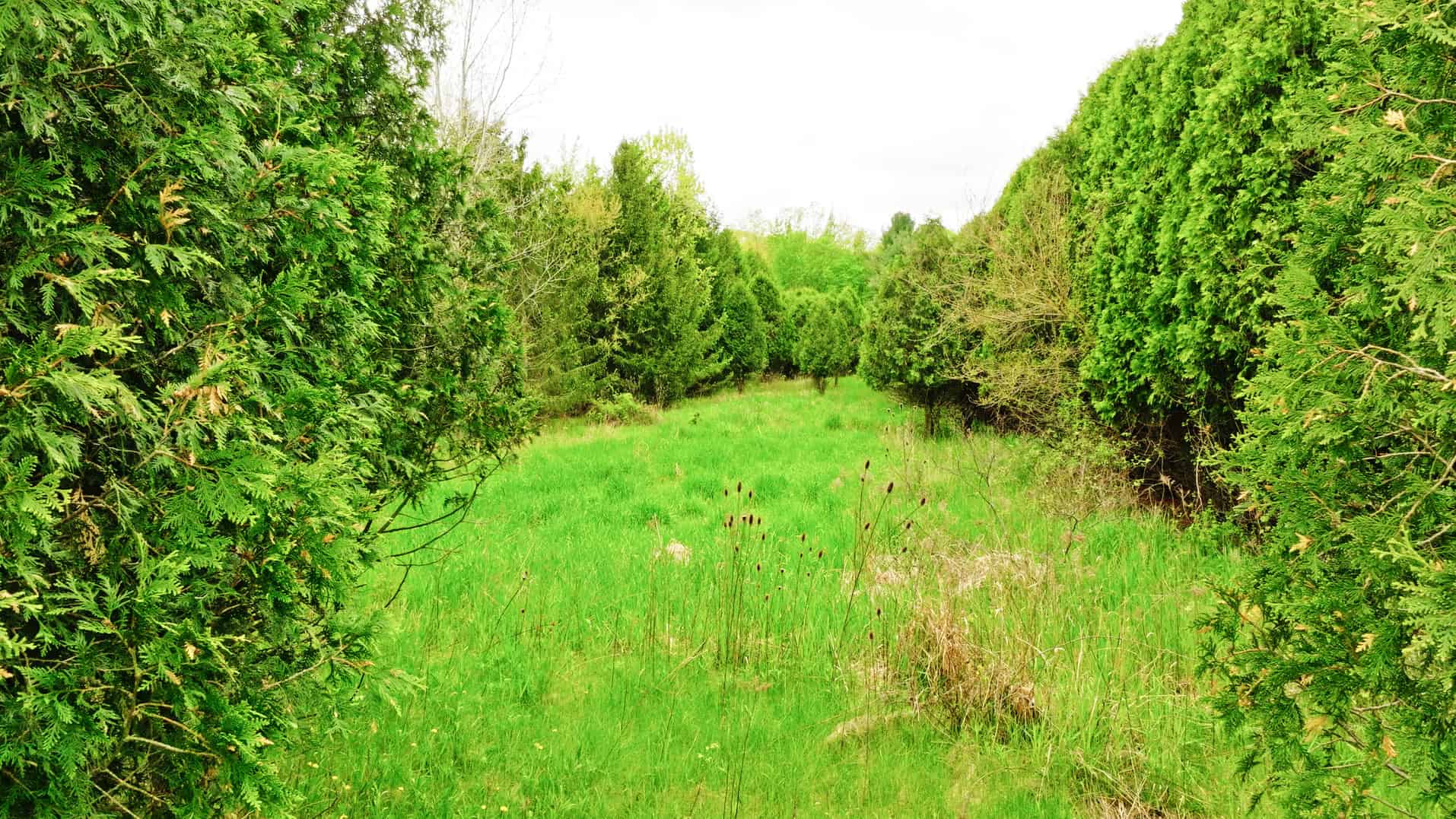 15 Acre Hunting Land in Potterville MI