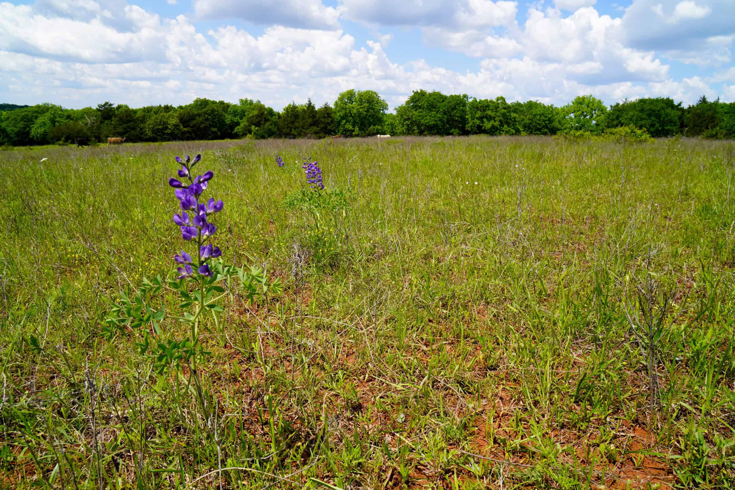 NO RESERVE REAL ESTATE AUCTION 160 Acres Agra, OK