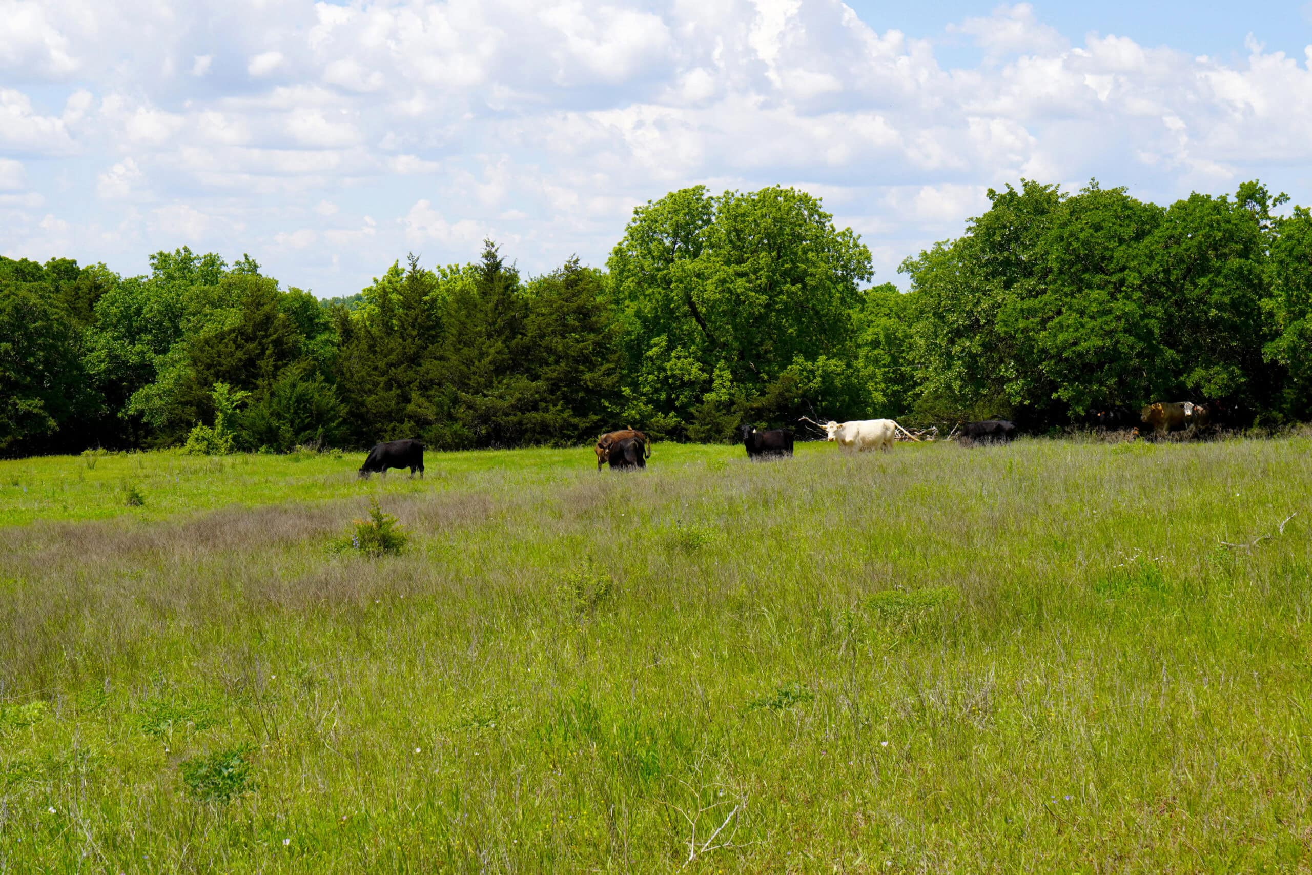 NO RESERVE REAL ESTATE AUCTION 160 Acres Agra, OK