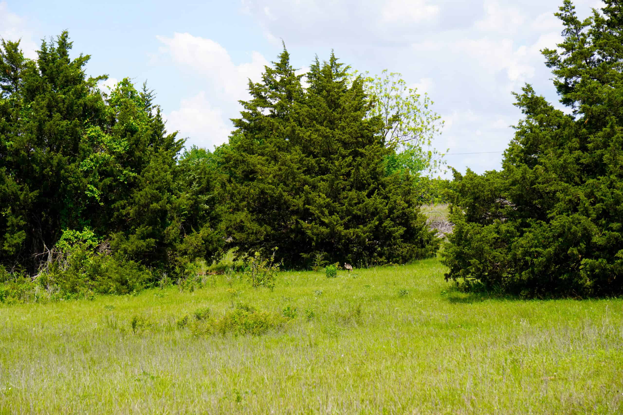 NO RESERVE REAL ESTATE AUCTION 160 Acres Agra, OK